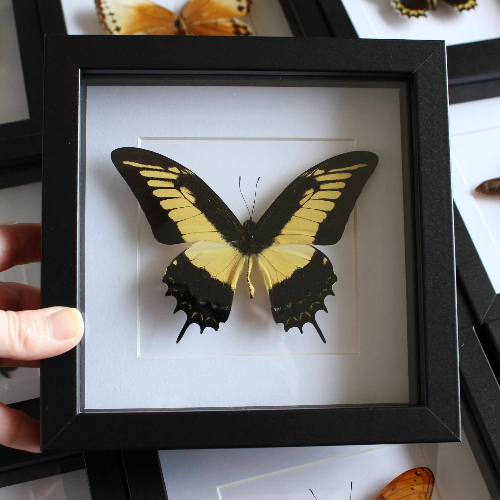 A Queen Swallowtail (Papilio androgeus) Butterfly in a black shadow box frame