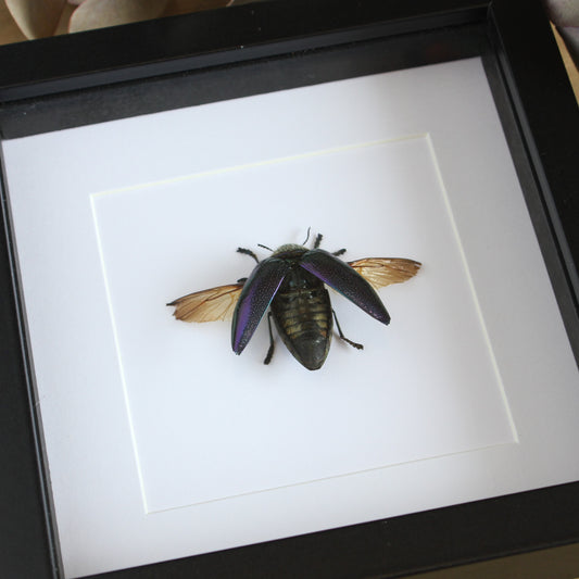 Rainbow Jewel Beetle (Sternocera pulchra fischeri) in a black shadow box frame