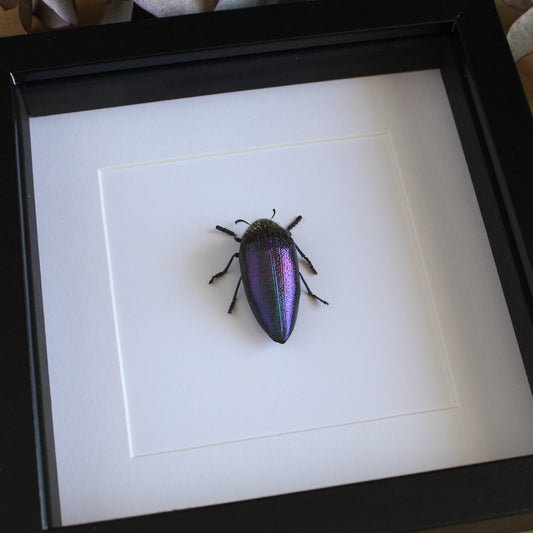 A Rainbow Jewel Beetle (Sternocera pulchra fischeri) in a black shadow box frame