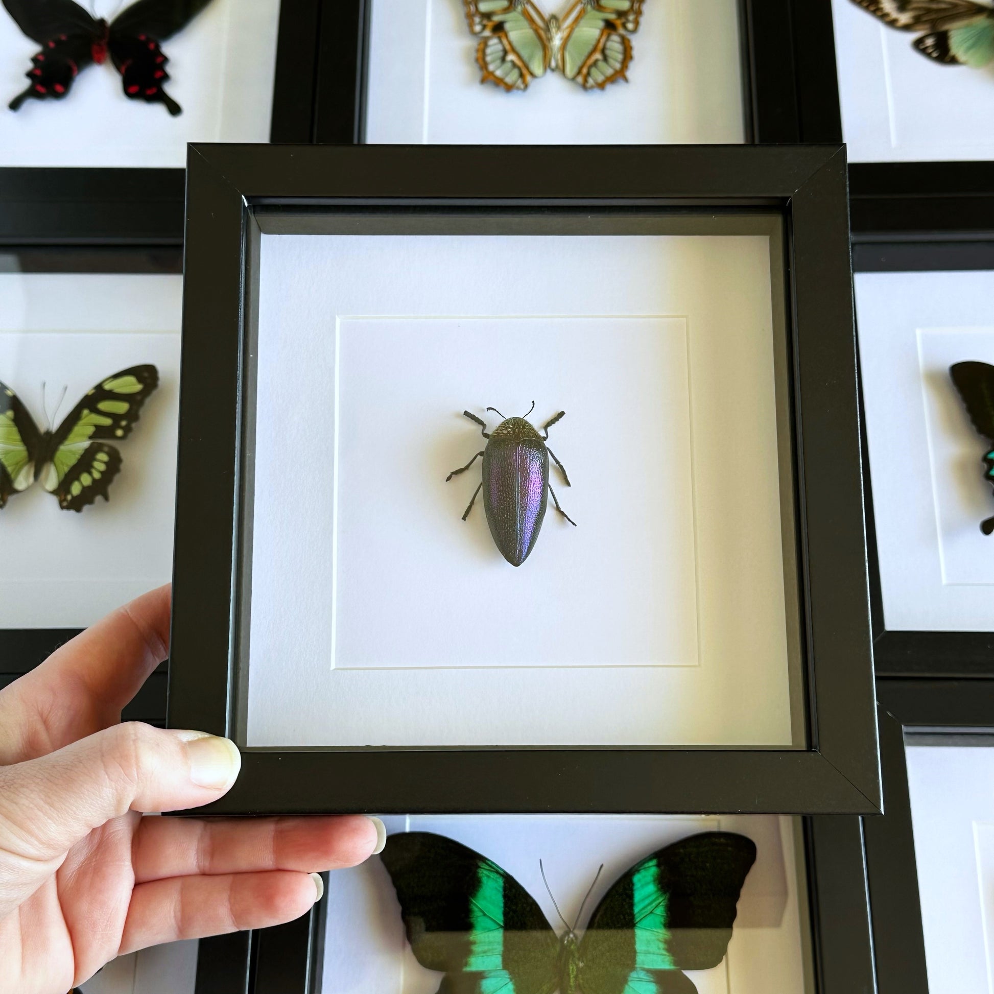 A Rainbow Jewel Beetle (Sternocera pulchra fischeri) in a black shadow box frame