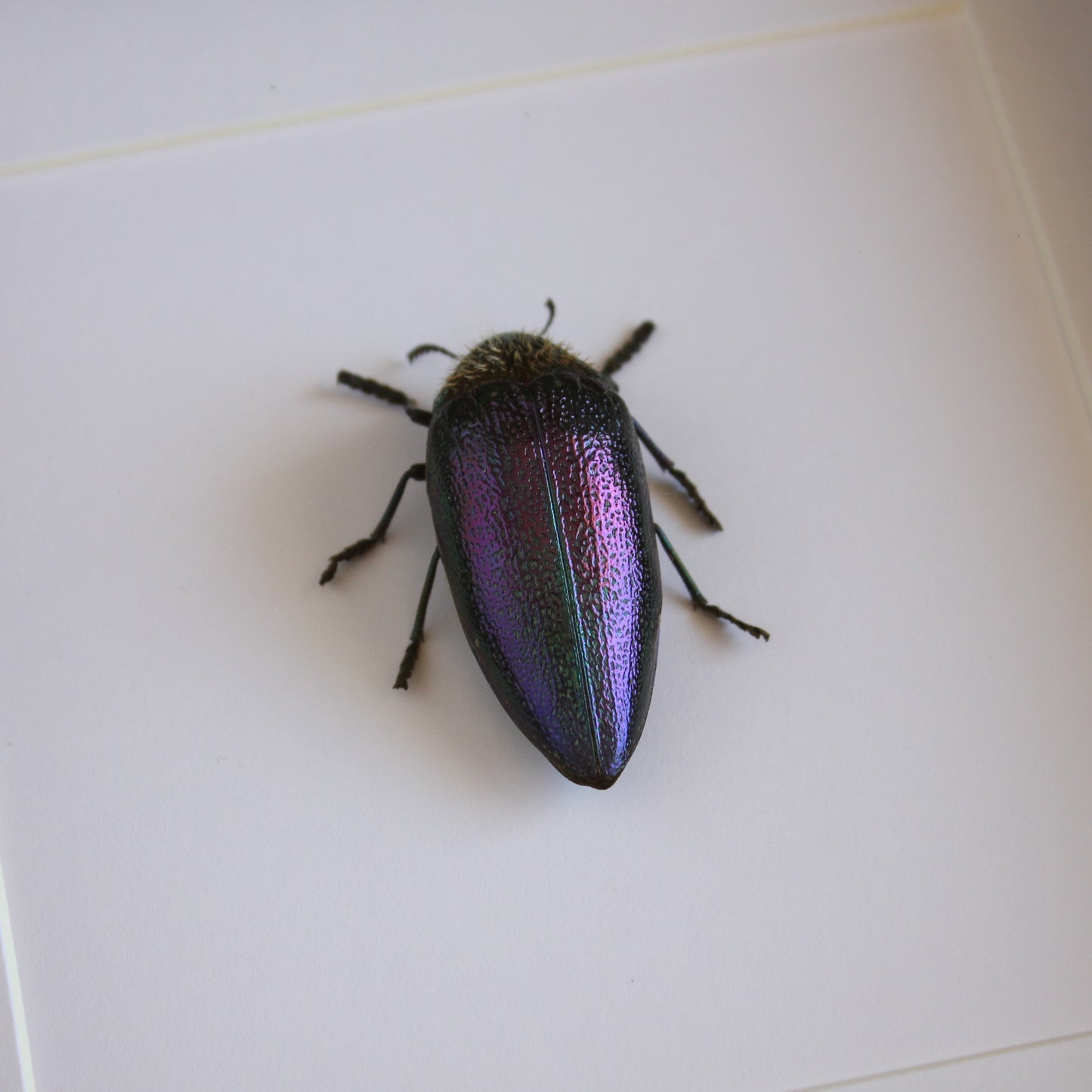 A Rainbow Jewel Beetle (Sternocera pulchra fischeri) in a black shadow box frame