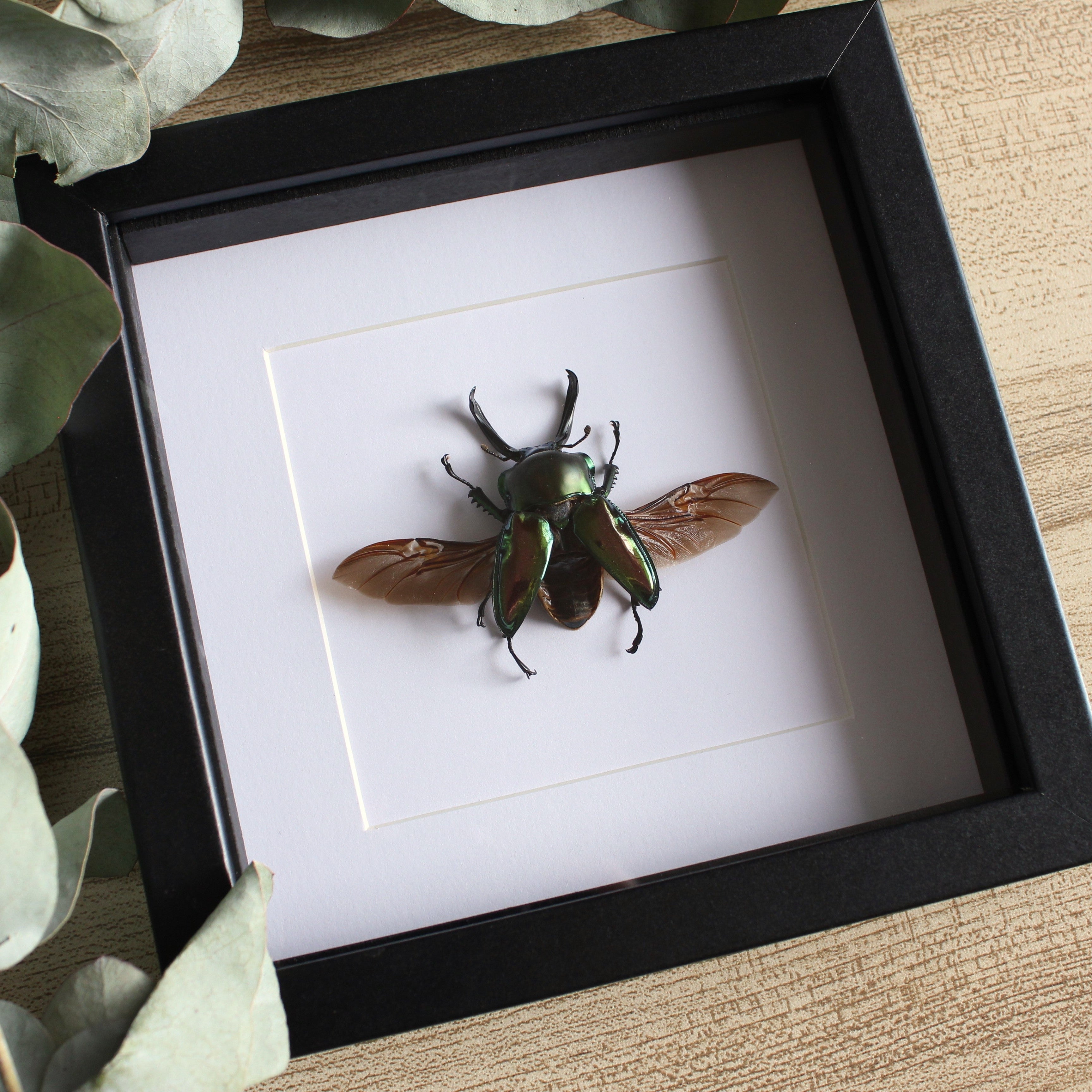 Doctor Oddity | Real Framed Insects Australia
