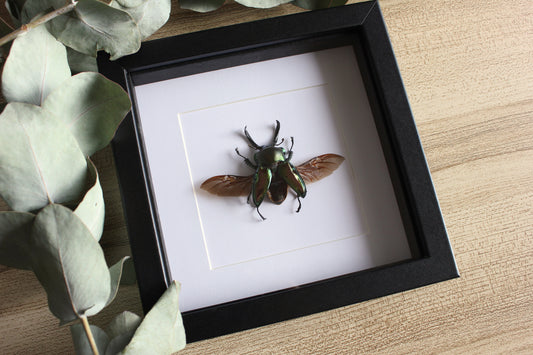 A Rainbow Stag Beetle (Phalacrognathus muelleri) in a black shadow box frame