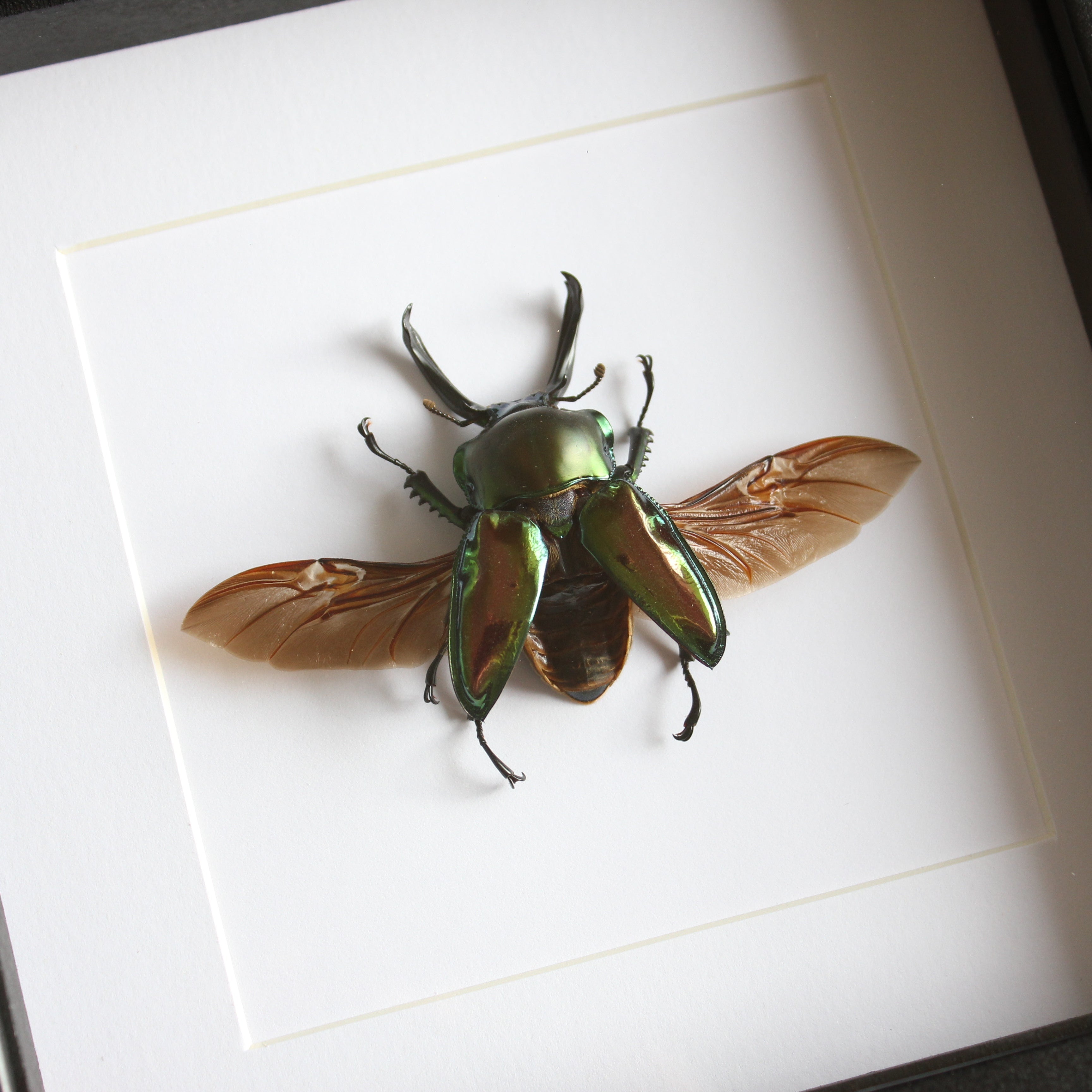 Doctor Oddity | Real Framed Insects Australia