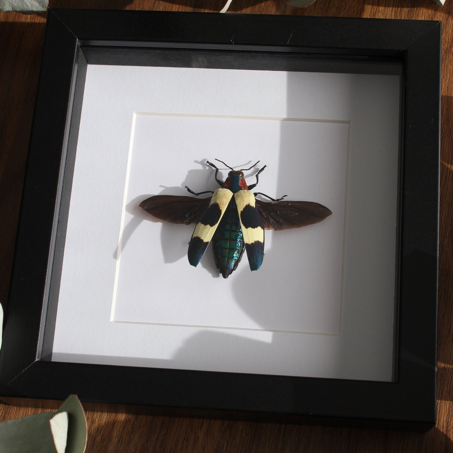 A beautiful Red Speckled Jewel Beetle (Chrysochroa buqueti buqueti) mounted onto white backing in a black shadow box frame.
