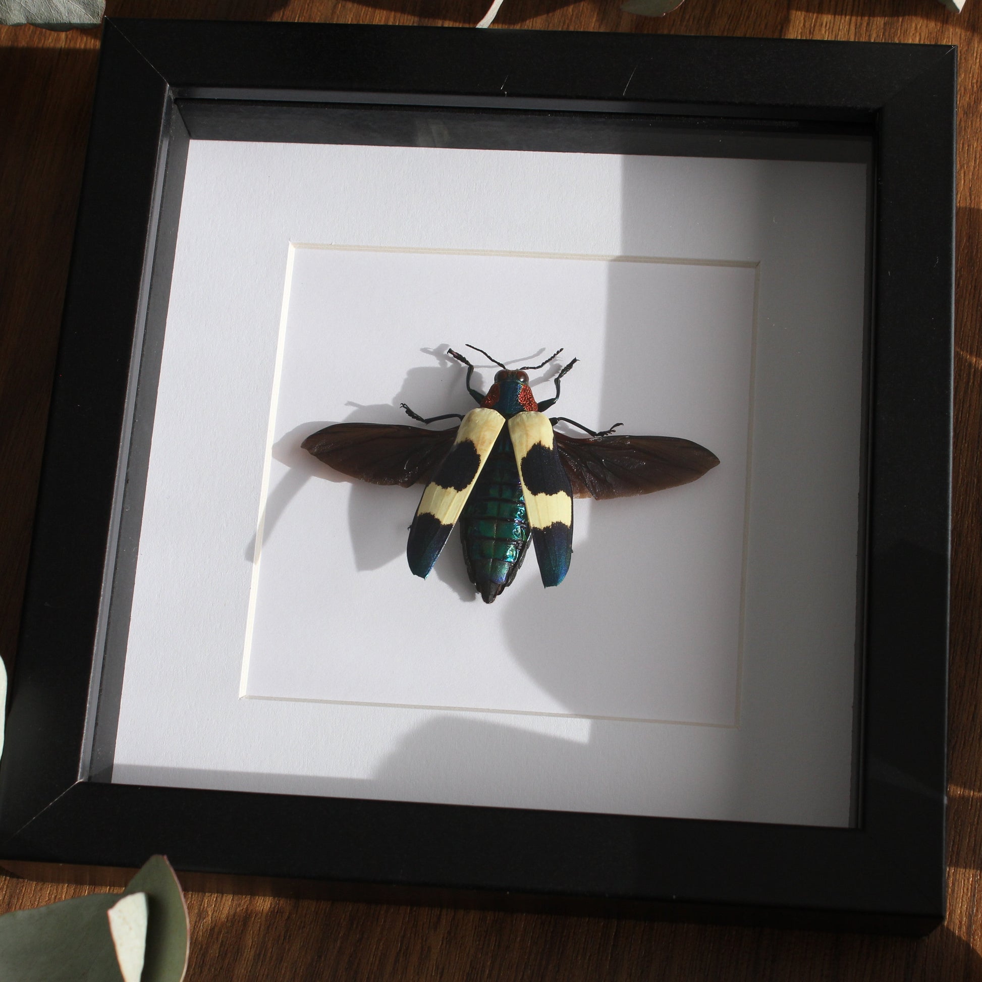 A beautiful Red Speckled Jewel Beetle (Chrysochroa buqueti buqueti) mounted onto white backing in a black shadow box frame.