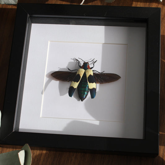 A beautiful Red Speckled Jewel Beetle (Chrysochroa buqueti buqueti) mounted onto white backing in a black shadow box frame.