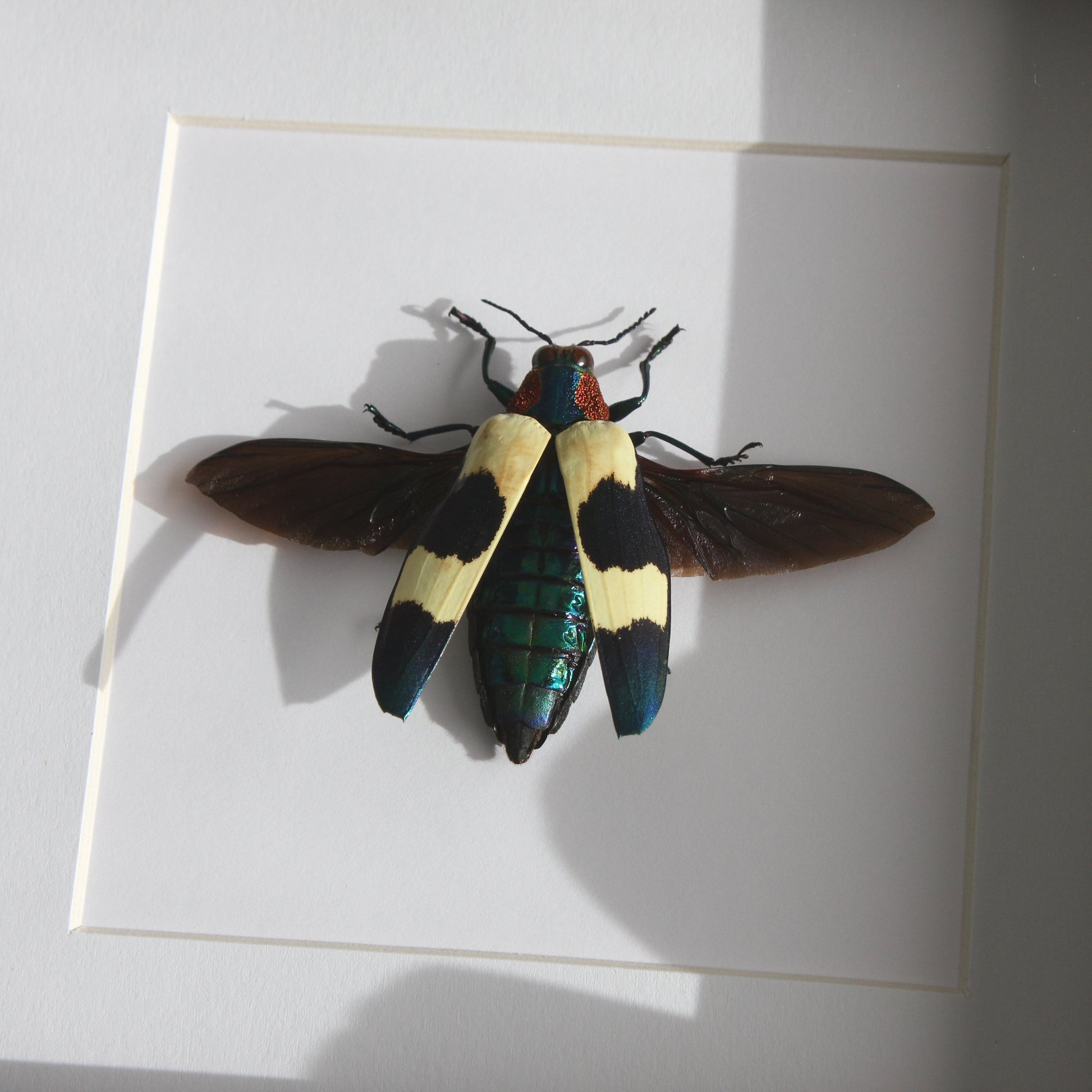 A beautiful Red Speckled Jewel Beetle (Chrysochroa buqueti buqueti) mounted onto white backing in a black shadow box frame.