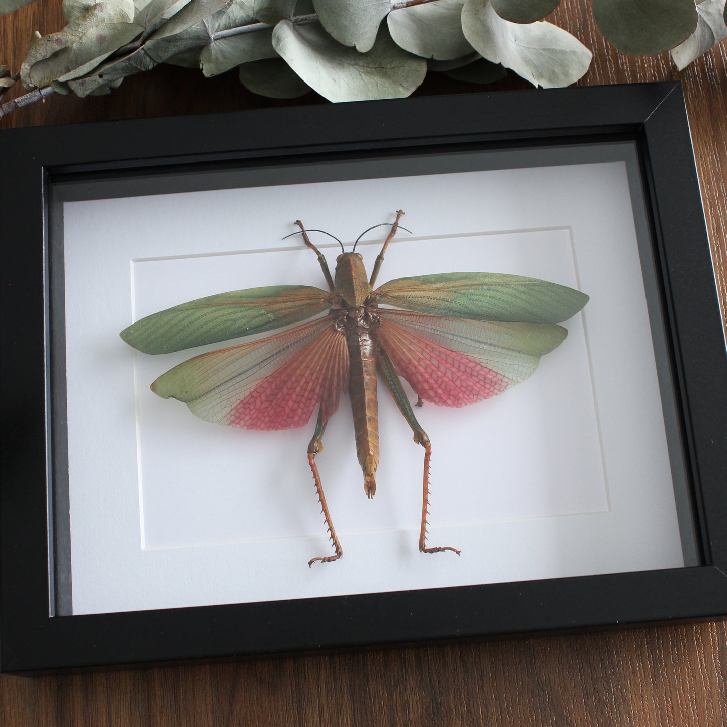 A taxidermy Giant Pink Grasshopper (Lophacris cristata) mounted onto white backing in a black shadow box frame.