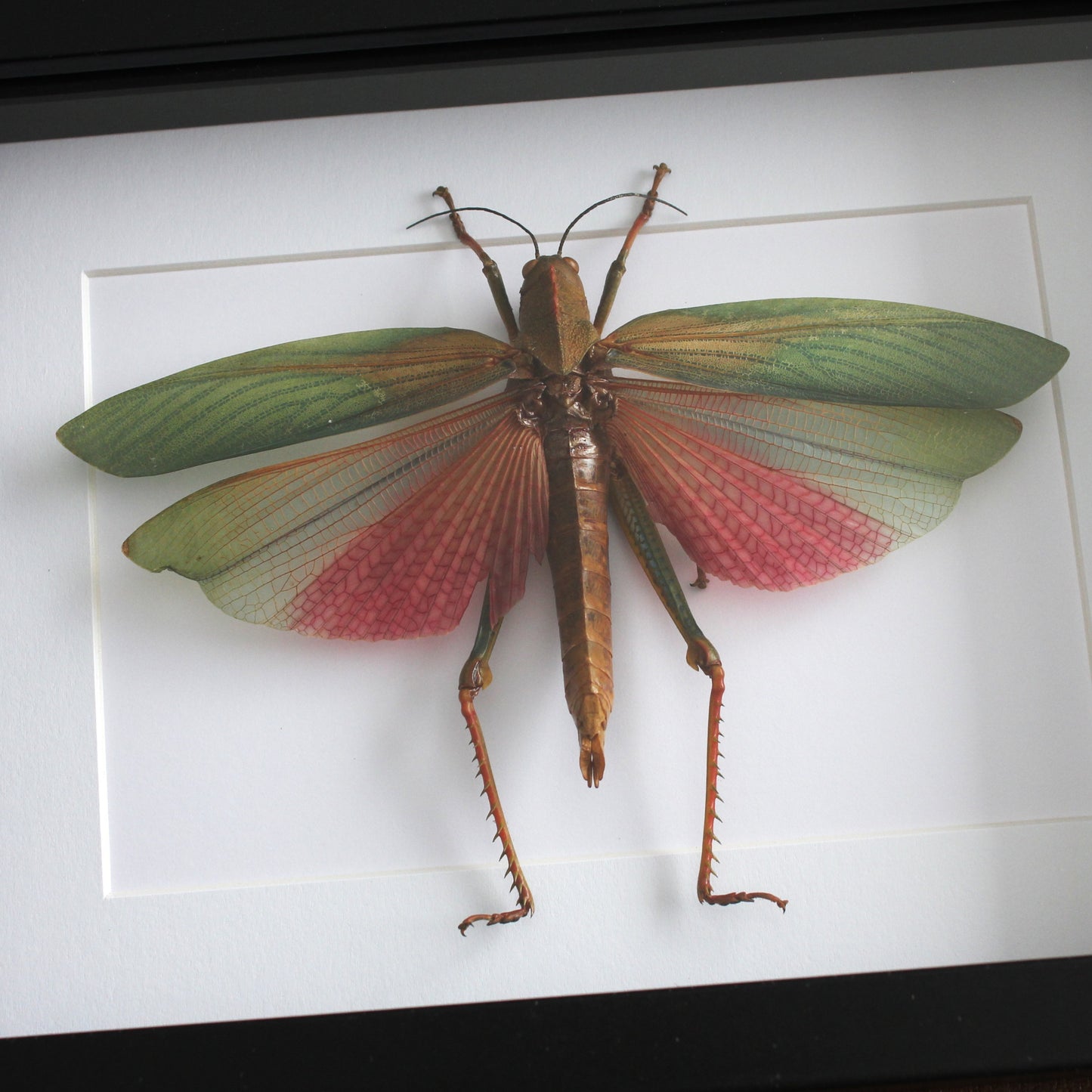 A taxidermy Giant Pink Grasshopper (Lophacris cristata) mounted onto white backing in a black shadow box frame.