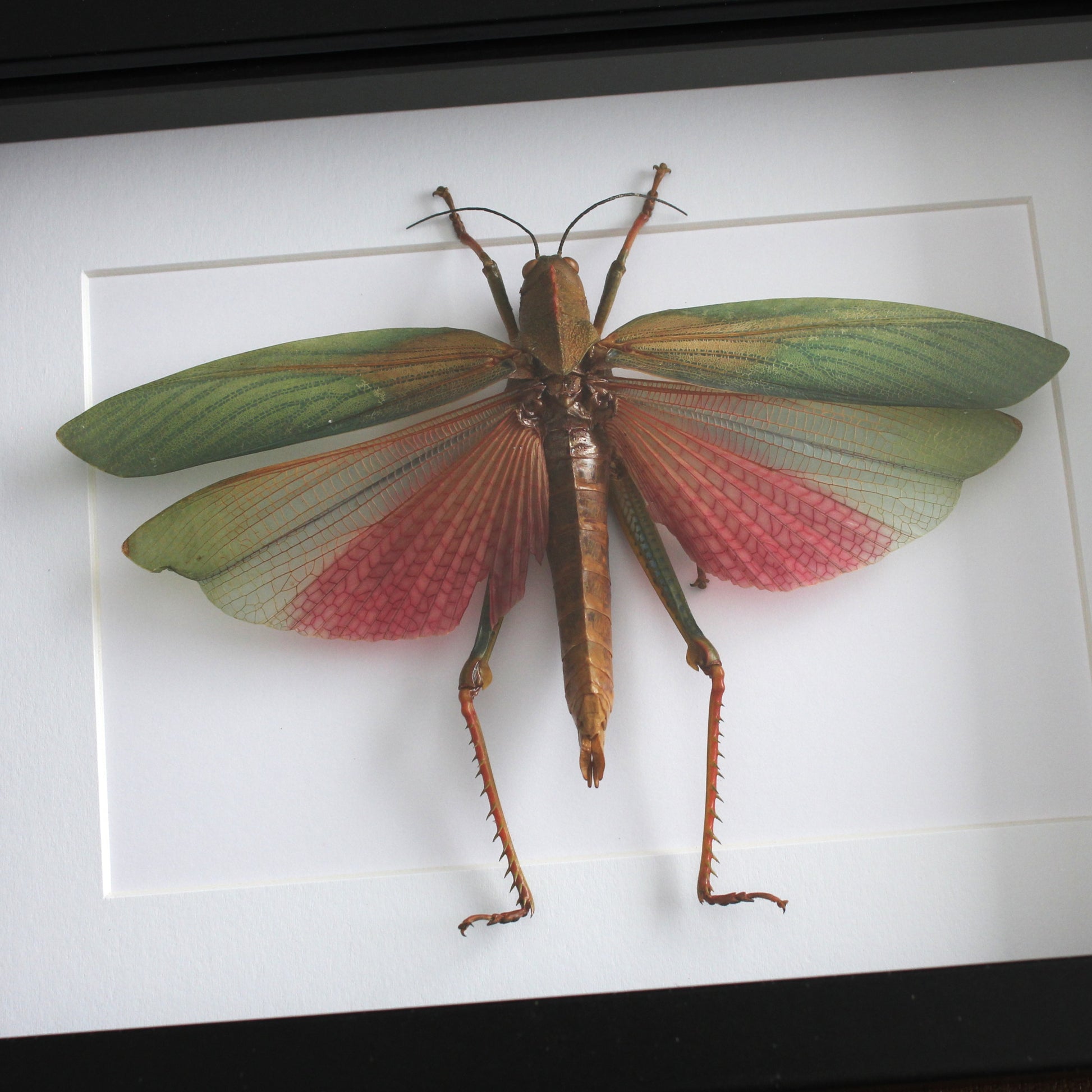 A taxidermy Giant Pink Grasshopper (Lophacris cristata) mounted onto white backing in a black shadow box frame.