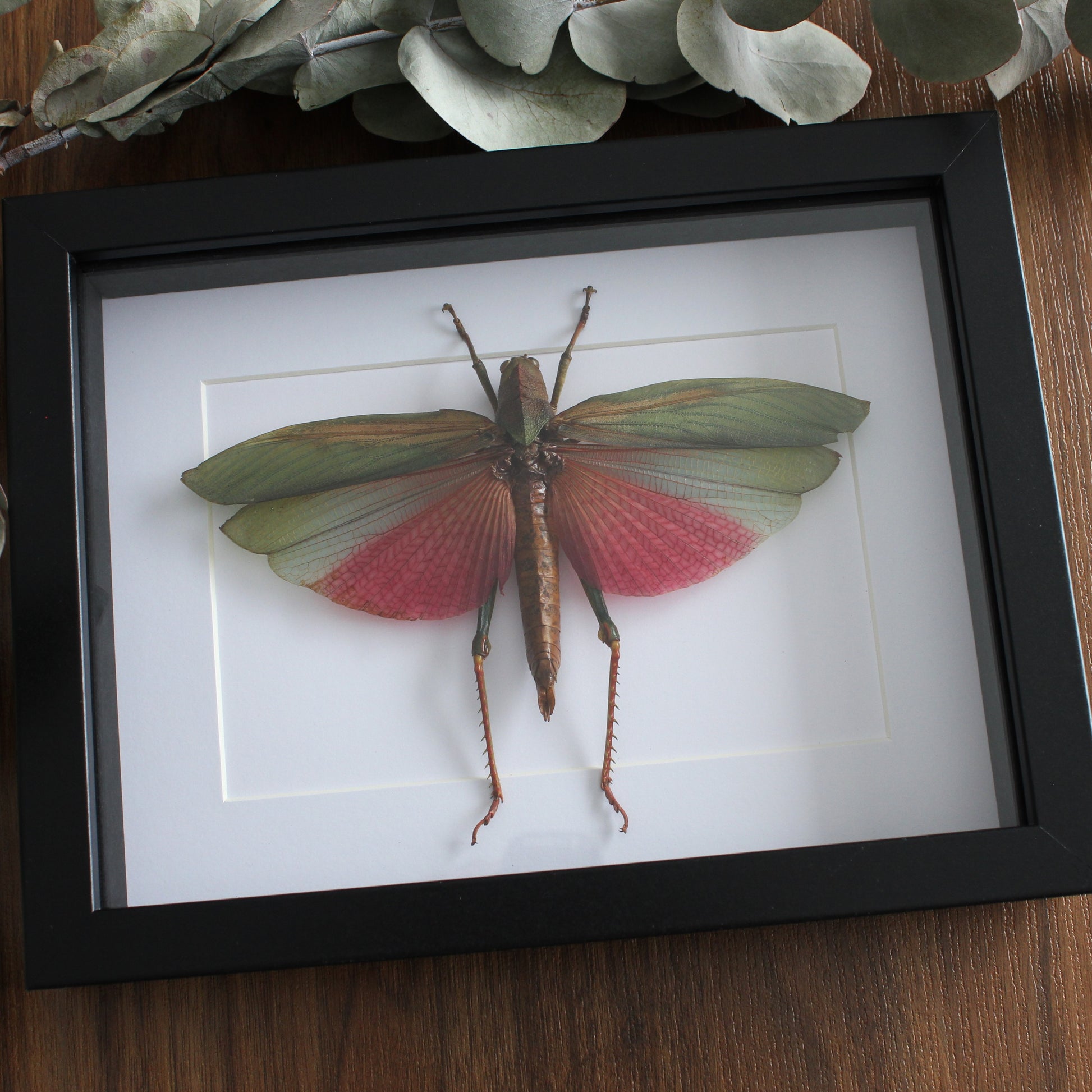 A taxidermy Giant Pink Grasshopper (Lophacris cristata) mounted onto white backing in a black shadow box frame