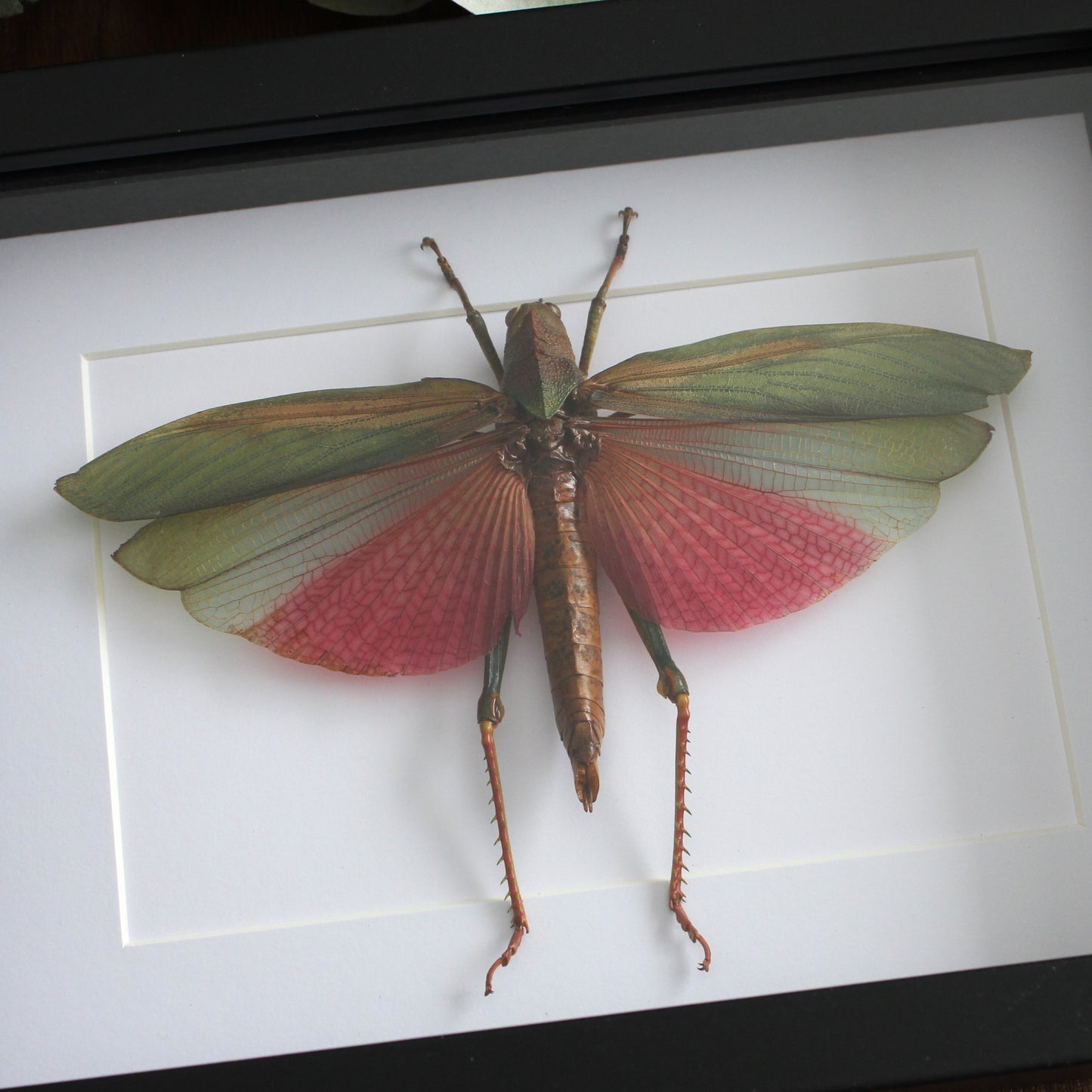 A taxidermy Giant Pink Grasshopper (Lophacris cristata) mounted onto white backing in a black shadow box frame