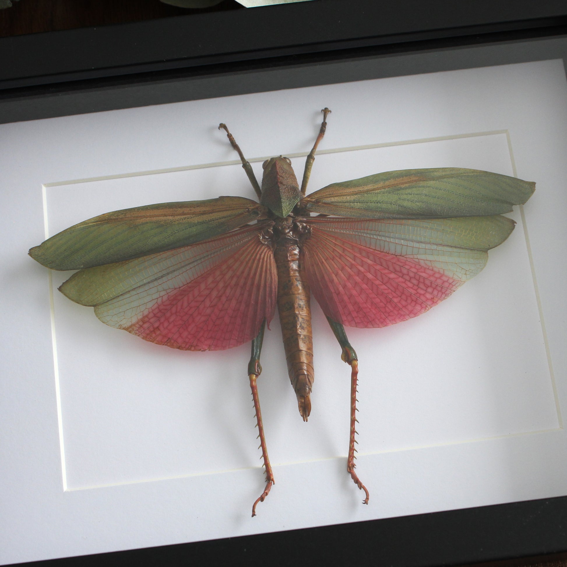 A taxidermy Giant Pink Grasshopper (Lophacris cristata) mounted onto white backing in a black shadow box frame