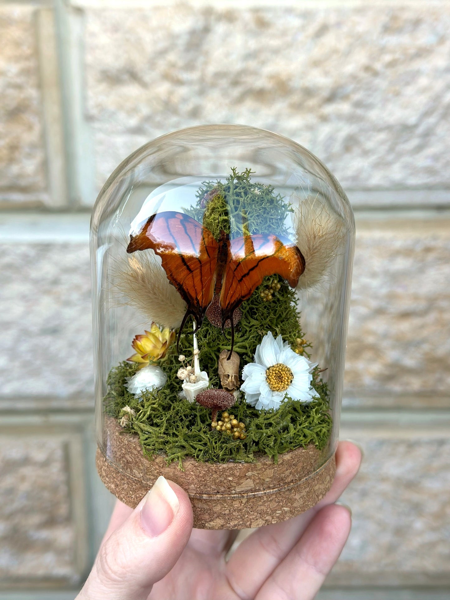 A Ruddy Daggerwing butterfly (Marpesia petreus) in a glass dome with preserved reindeer moss and florals