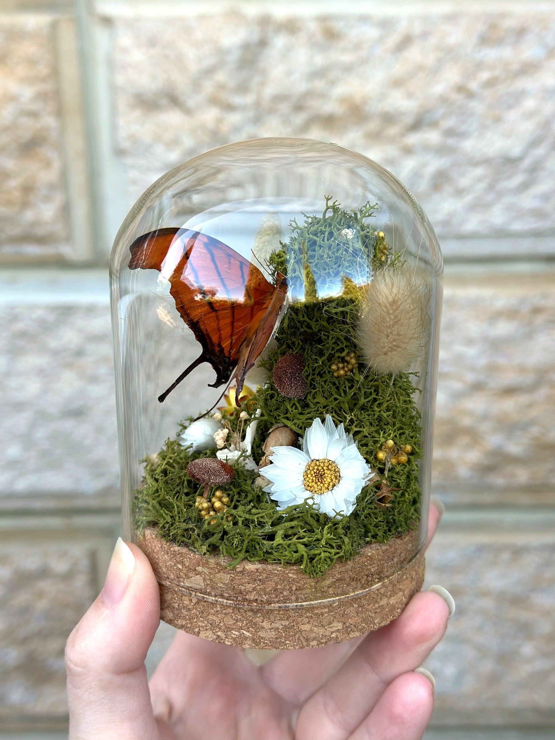 A Ruddy Daggerwing butterfly (Marpesia petreus) in a glass dome with preserved reindeer moss and florals