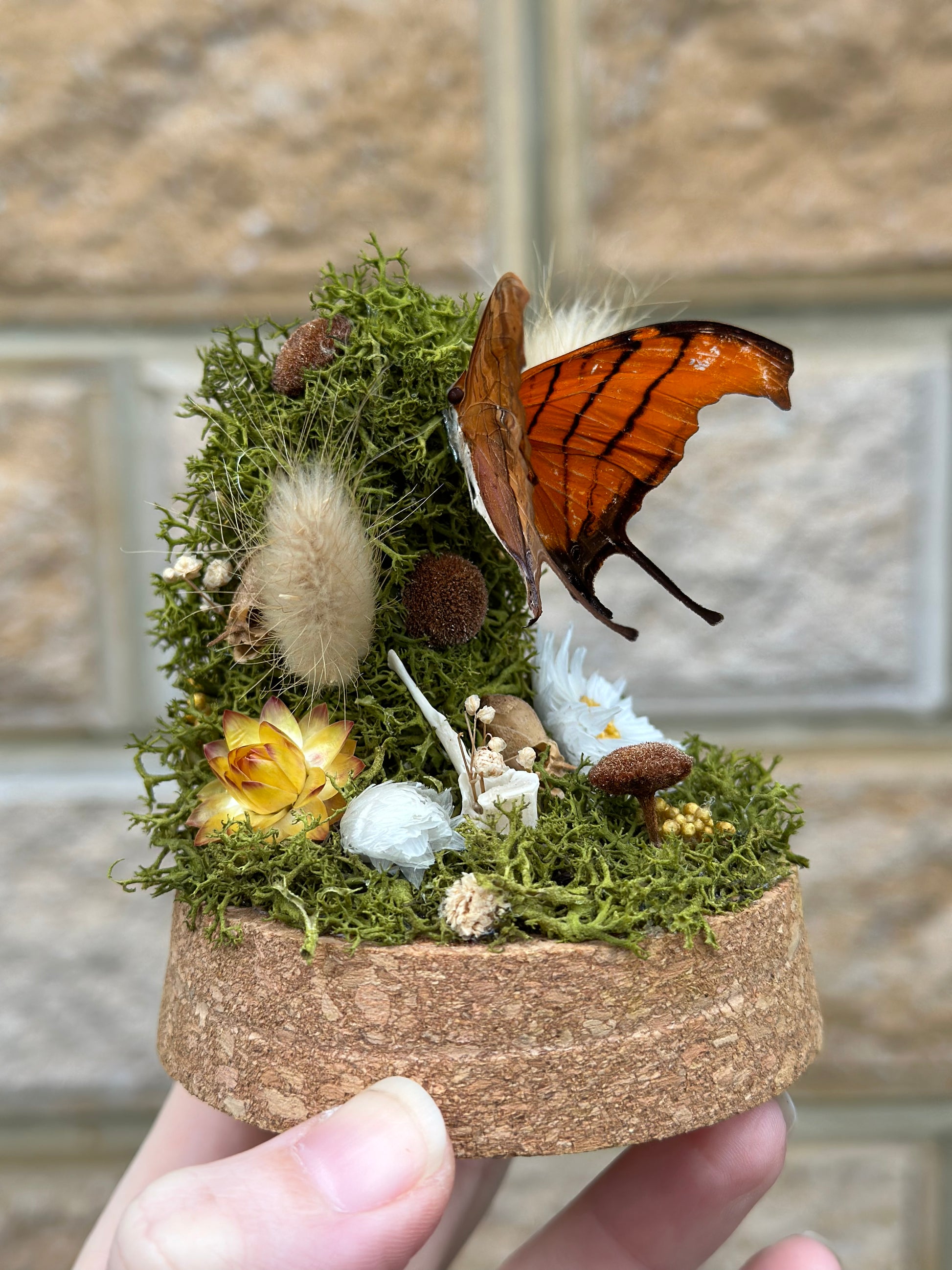 A Ruddy Daggerwing butterfly (Marpesia petreus) in a glass dome with preserved reindeer moss and florals