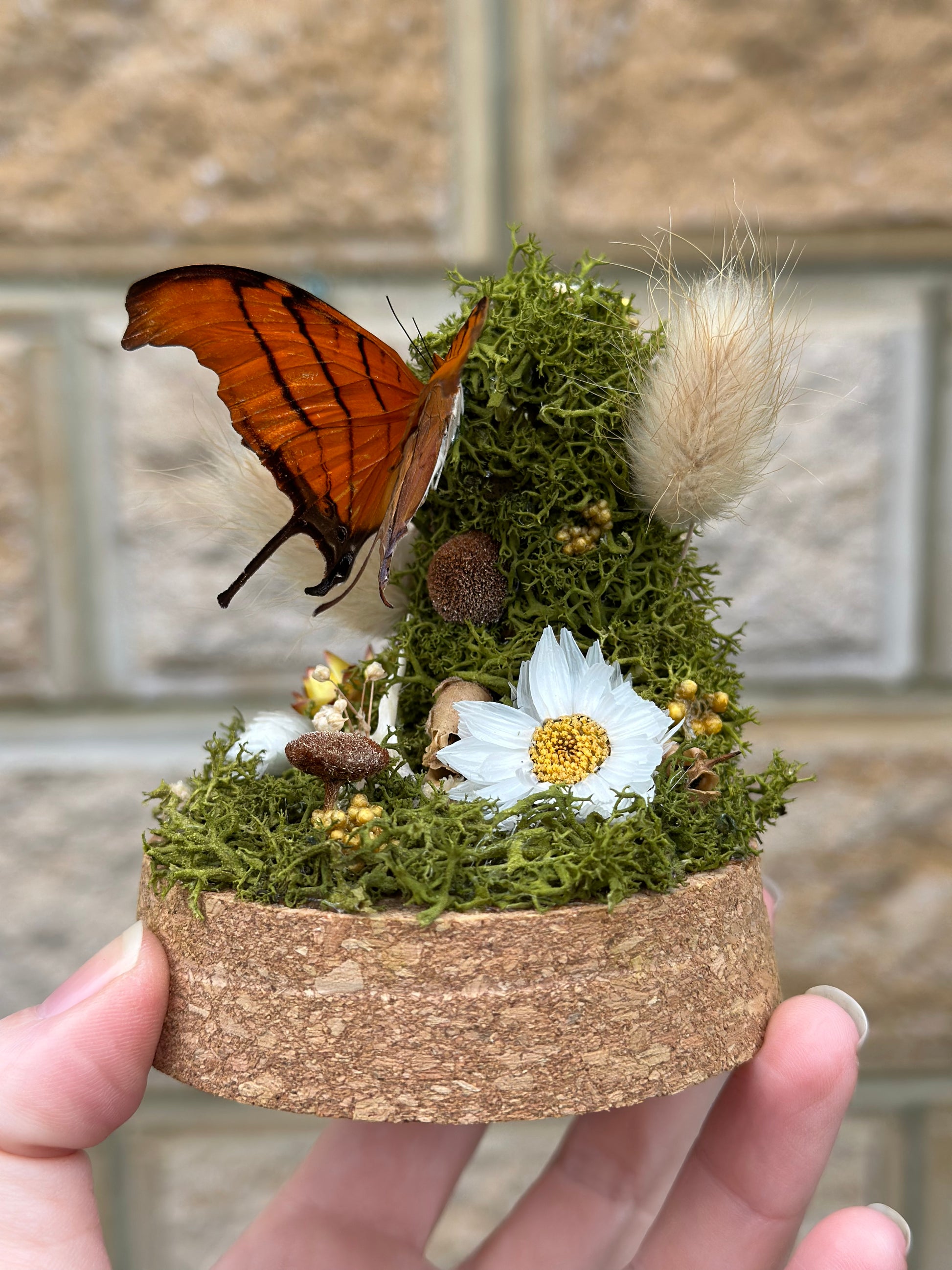 A Ruddy Daggerwing butterfly (Marpesia petreus) in a glass dome with preserved reindeer moss and florals