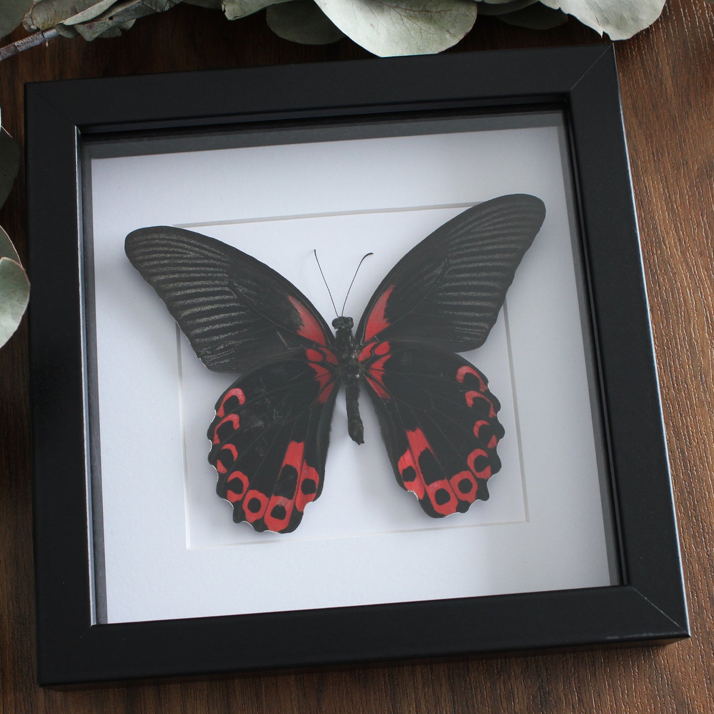Scarlet mormon taxidermy butterfly in a black shadow box frame