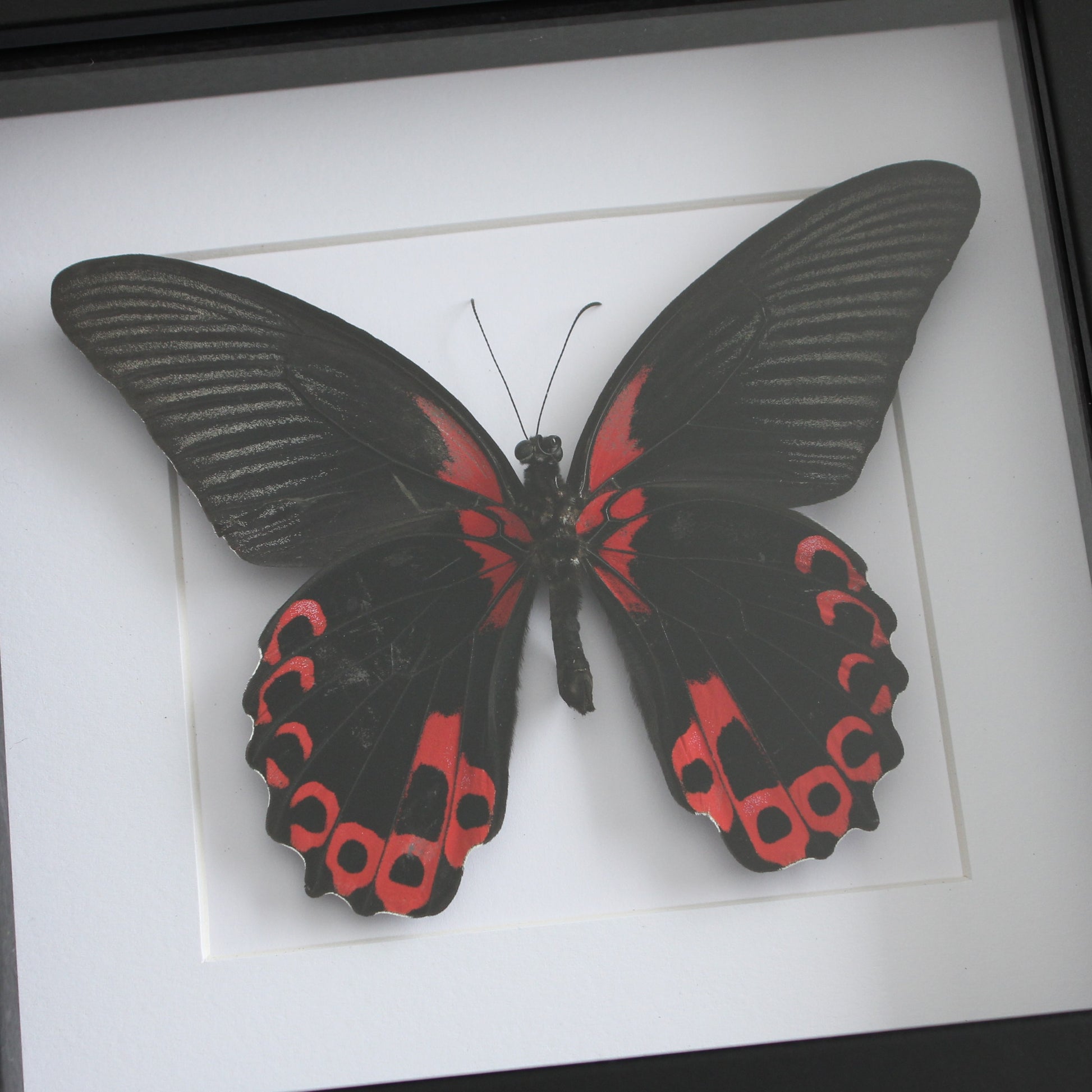 Scarlet mormon taxidermy butterfly in a black shadow box frame