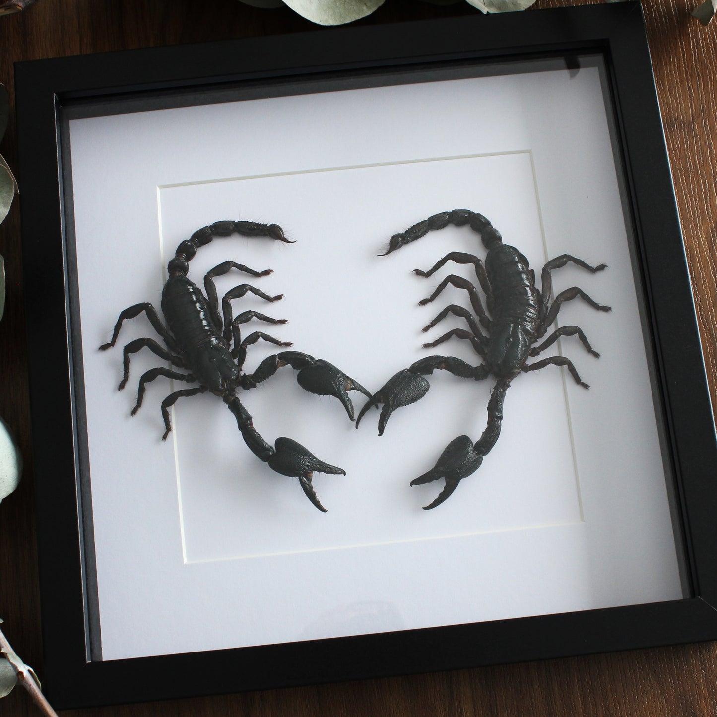 Two beautiful taxidermy Asian Blue Forest Scorpions (Javanimetrus cyaneus) mounted onto white backing in a black shadow box frame.
