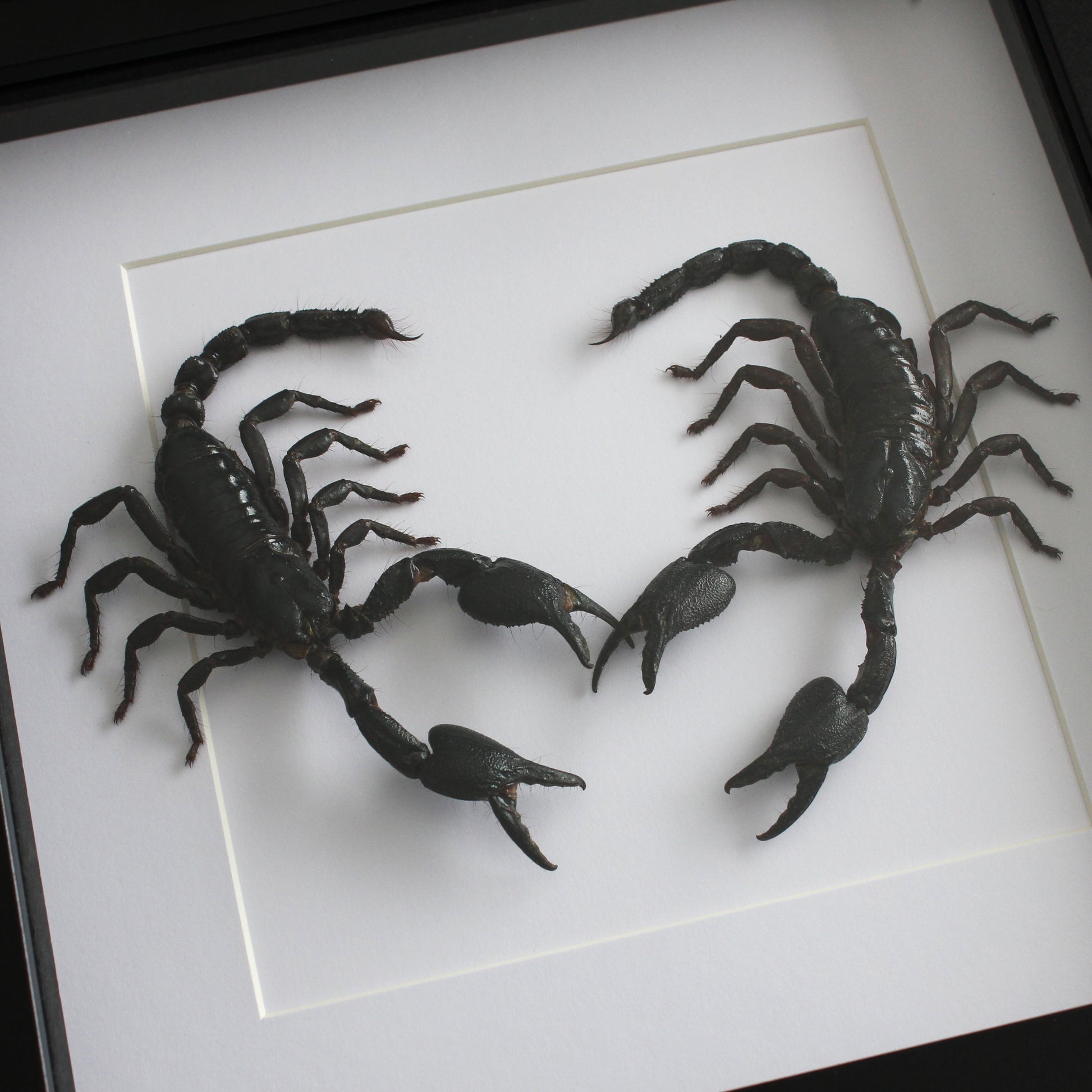 Two beautiful taxidermy Asian Blue Forest Scorpions (Javanimetrus cyaneus) mounted onto white backing in a black shadow box frame.