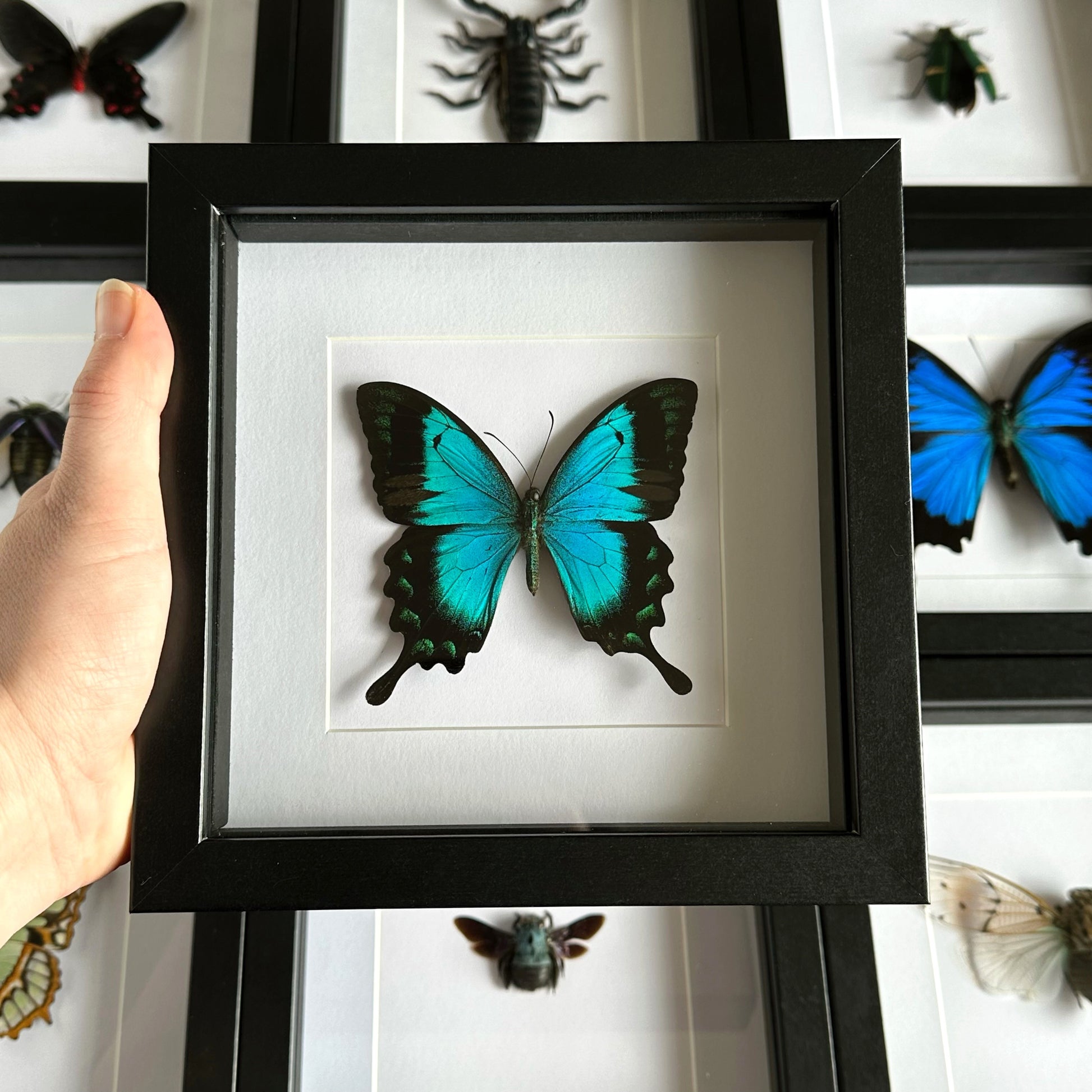 A Sea Green Swallowtail Butterfly (Papilio lorquinianus) in a black shadow box frame