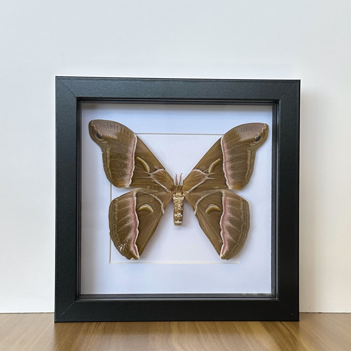 Large Silk Moth (Samia insularis) in a shadow box frame