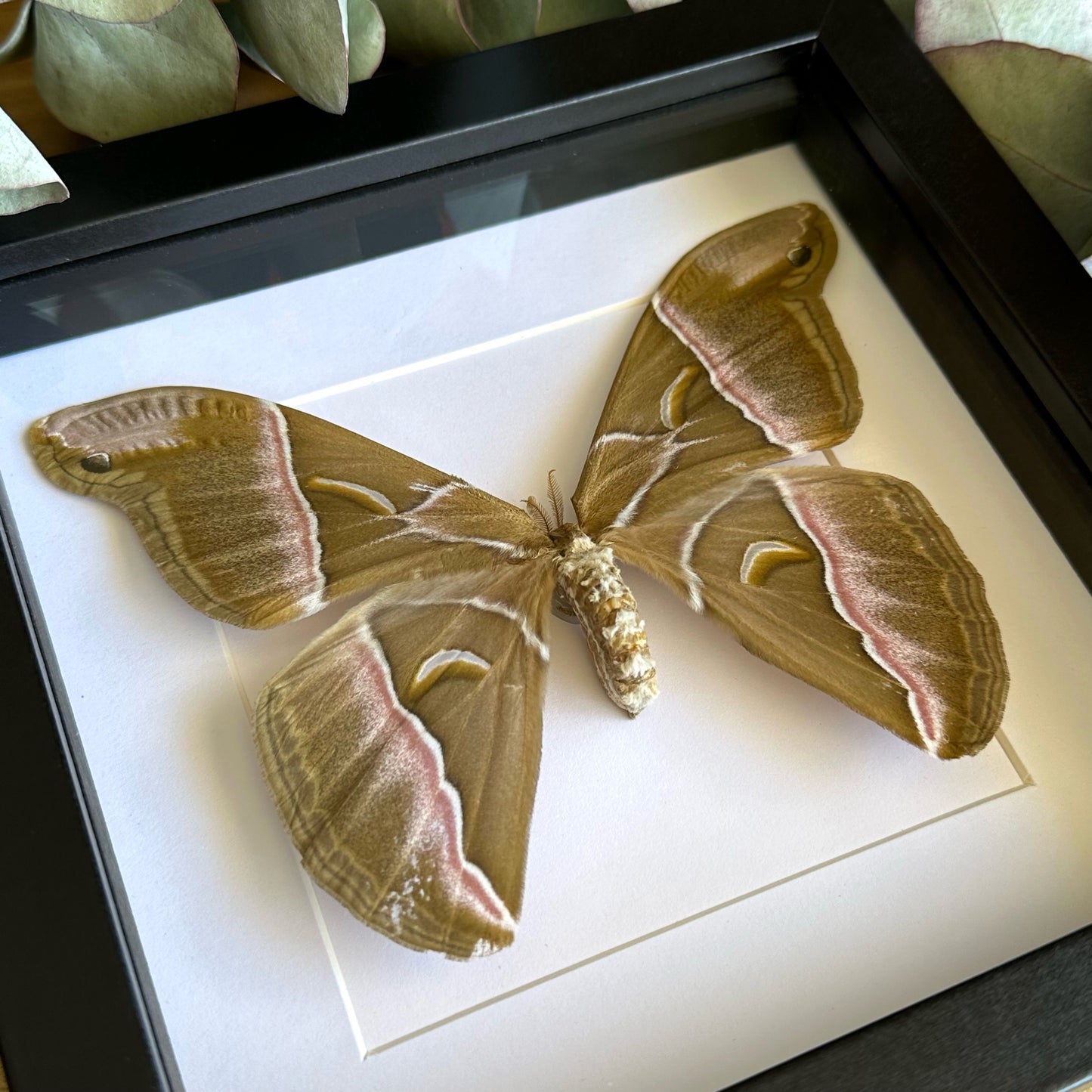 Large Silk Moth (Samia insularis) in a shadow box frame 