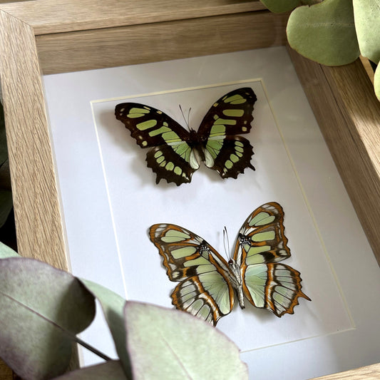 Malachite Butterfly Duo (Siproeta stelenes) in an oak shadow box frame