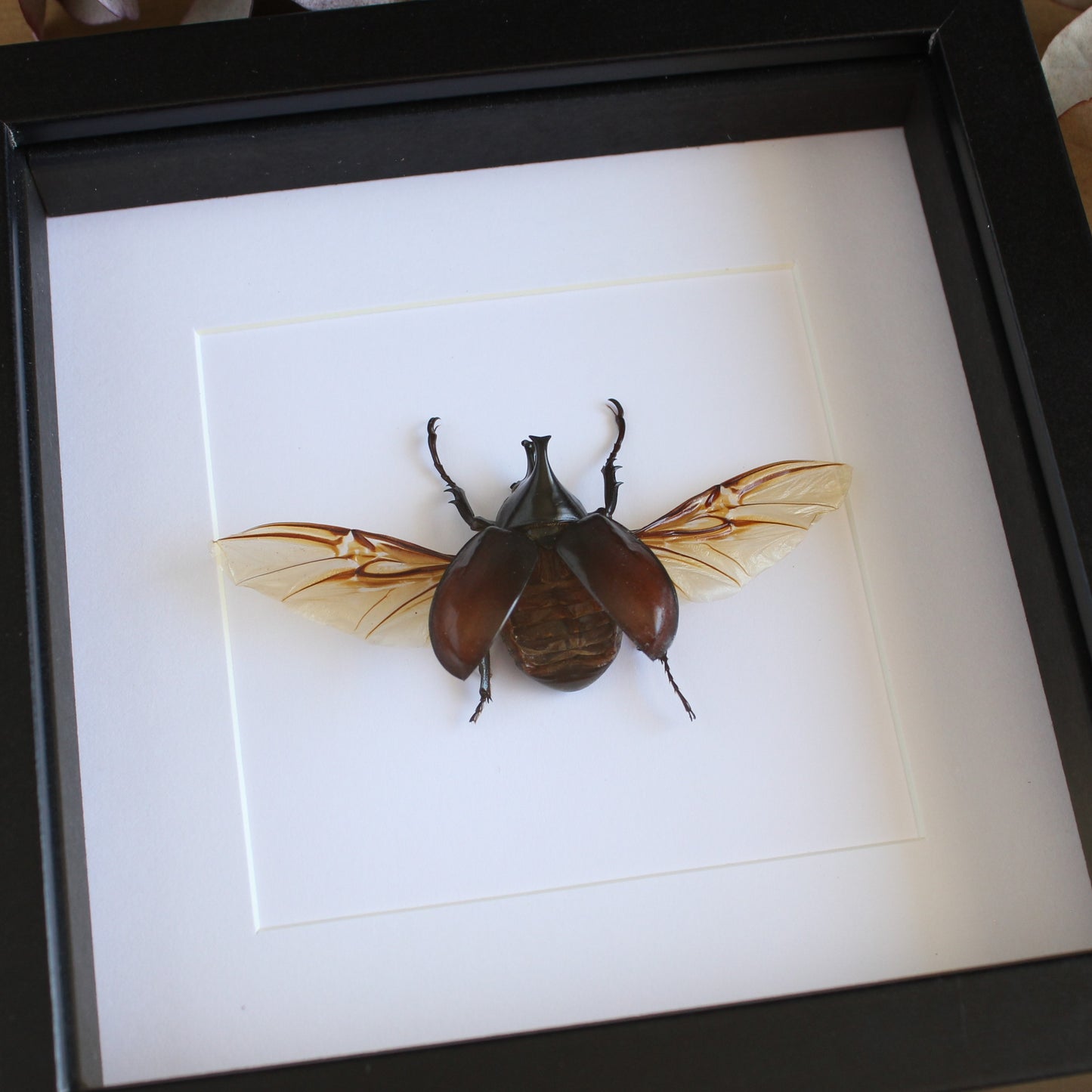 A Rhinoceros Beetle in a black shadow box frame