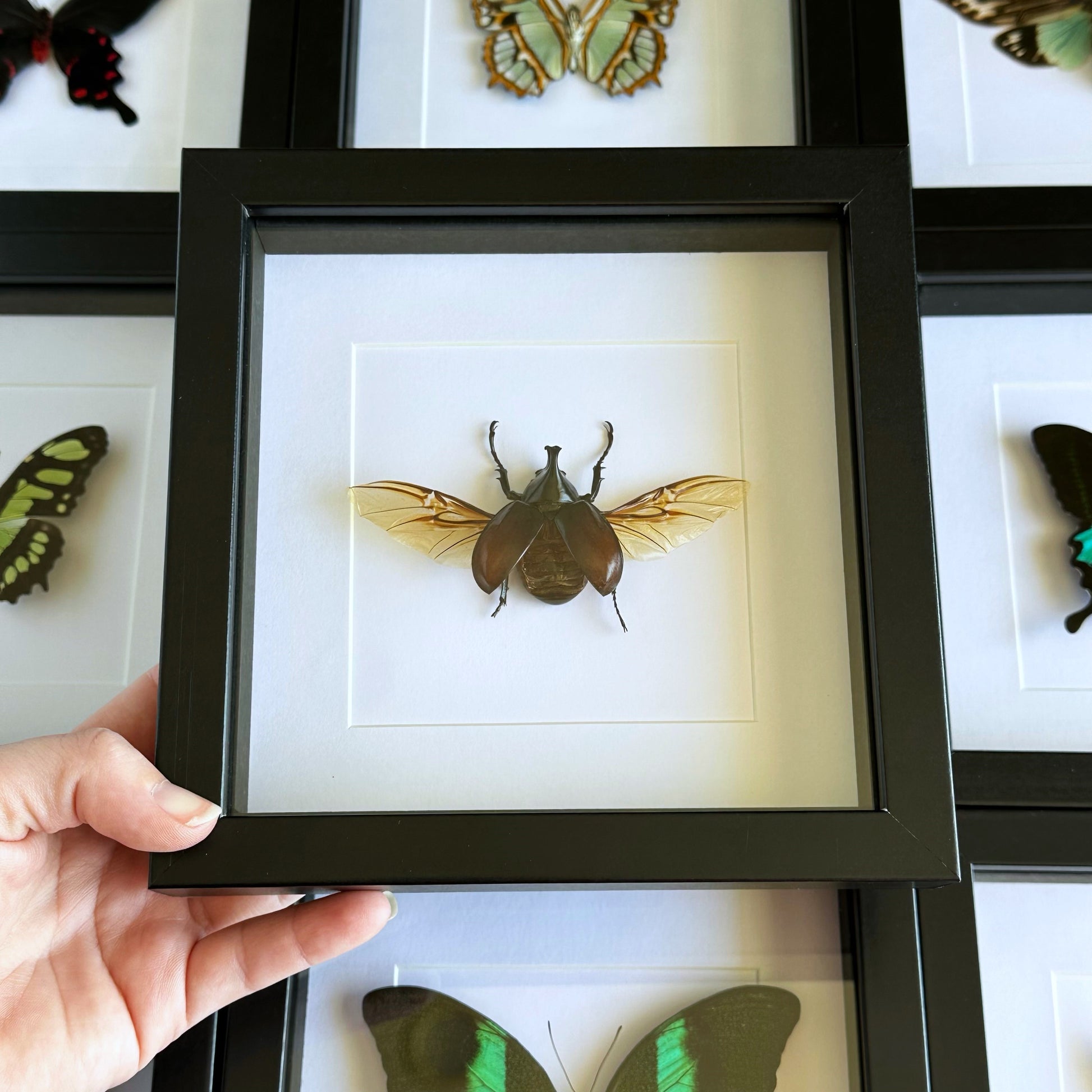 A Rhinoceros Beetle in a black shadow box frame