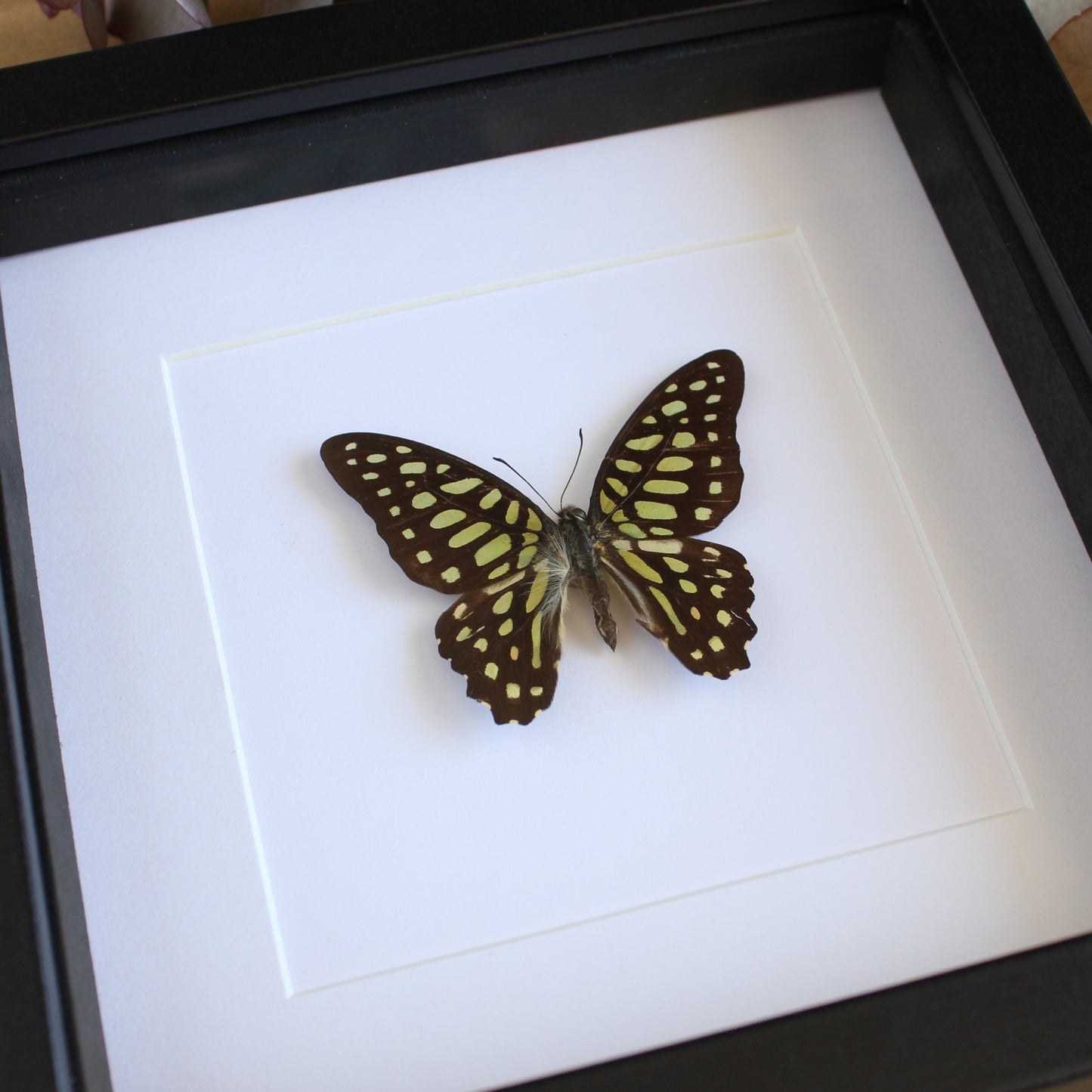 A Spotted Jay butterfly (Graphium arycles) in a black shadow box frame