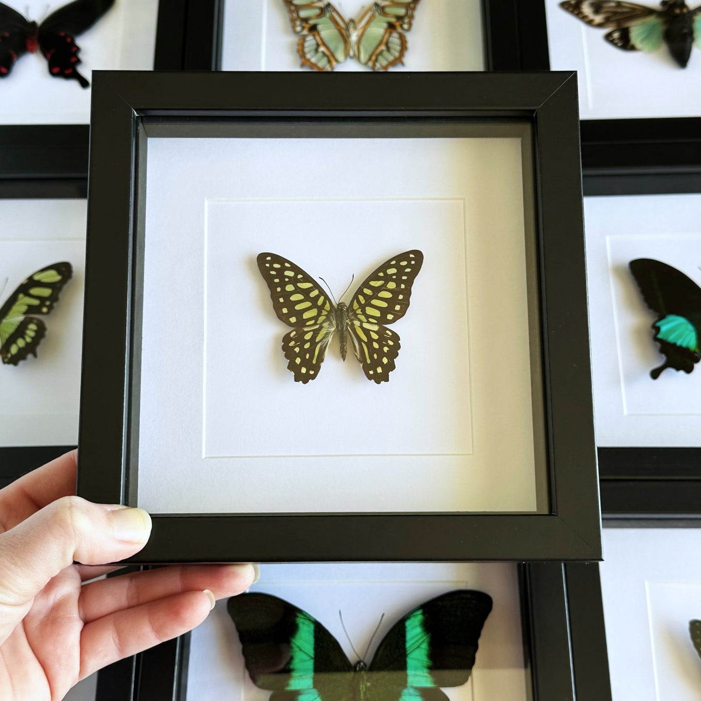 A Spotted Jay butterfly (Graphium arycles) in a black shadow box frame