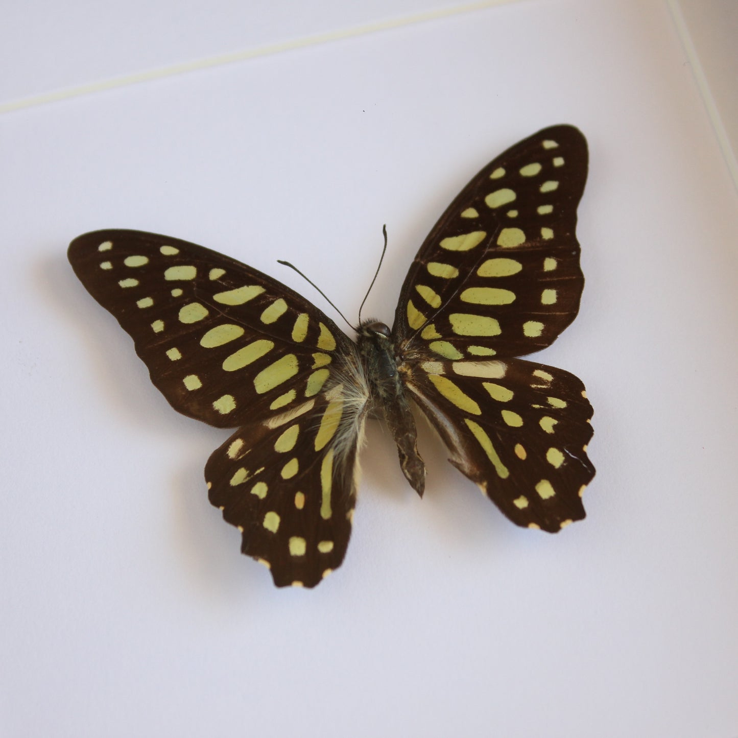 A Spotted Jay butterfly (Graphium arycles) in a black shadow box frame