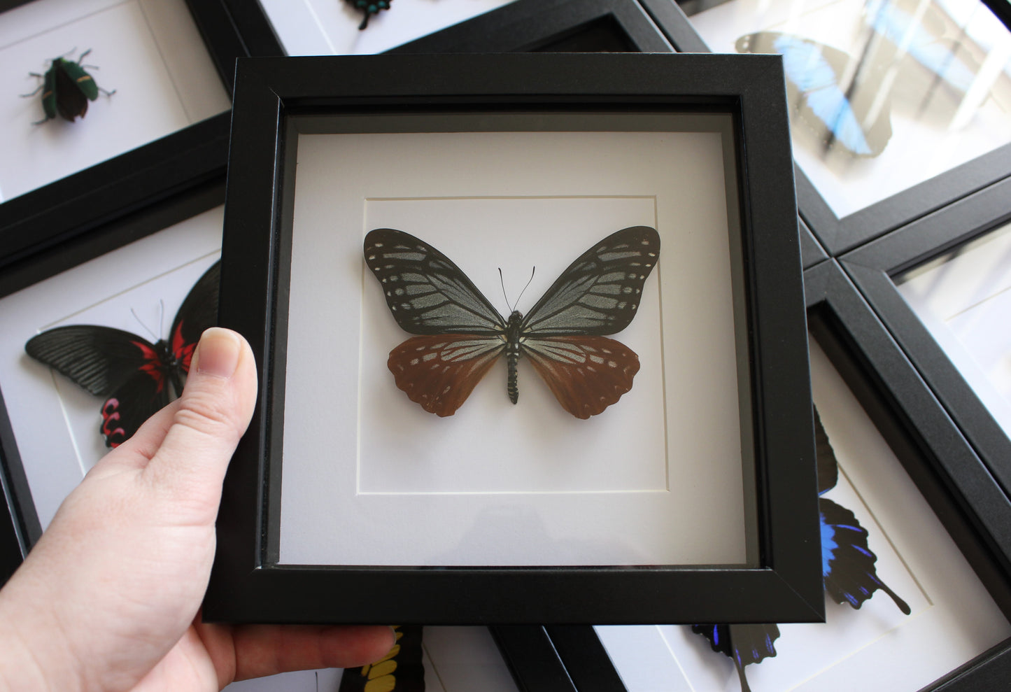 A Tawny Mime (Papilio agestor) swallowtail butterfly in a black shadow box frame
