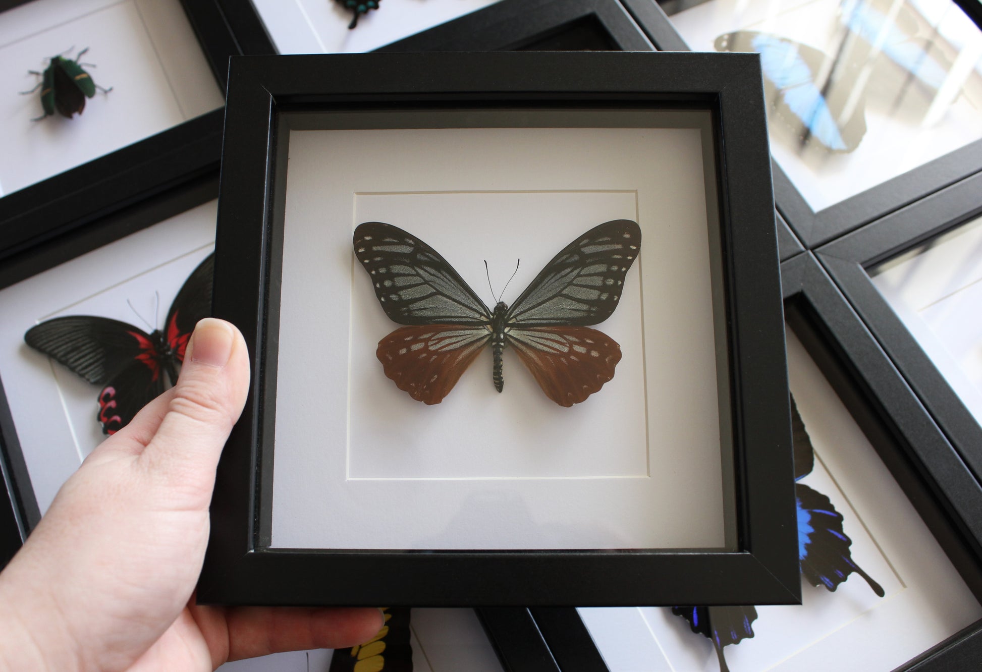 A Tawny Mime (Papilio agestor) swallowtail butterfly in a black shadow box frame