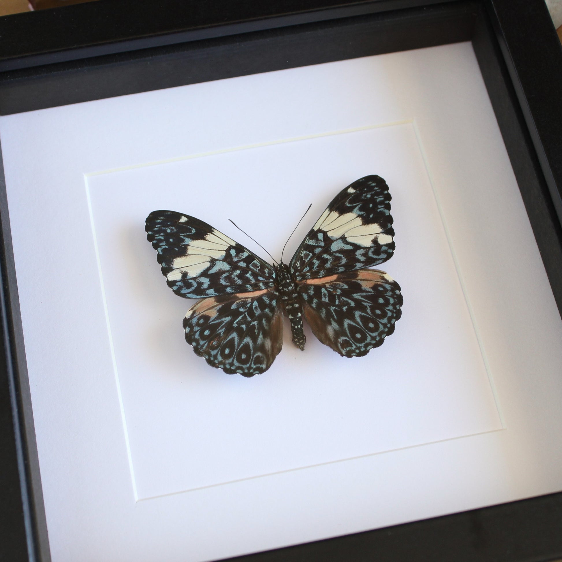 A Turquoise Cracker butterfly (Hamadryas arinome) in a black shadow box frame