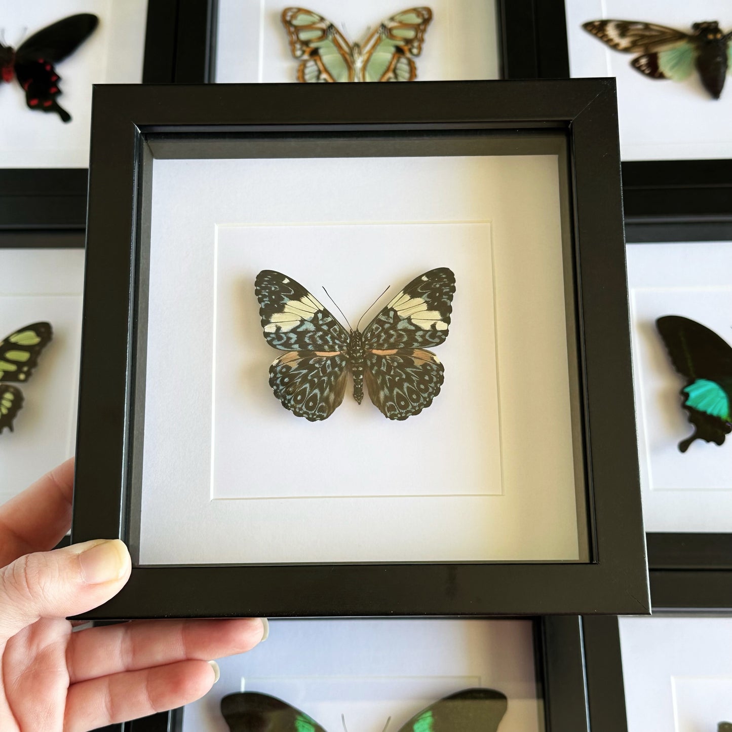 A Turquoise Cracker butterfly (Hamadryas arinome) in a black shadow box frame