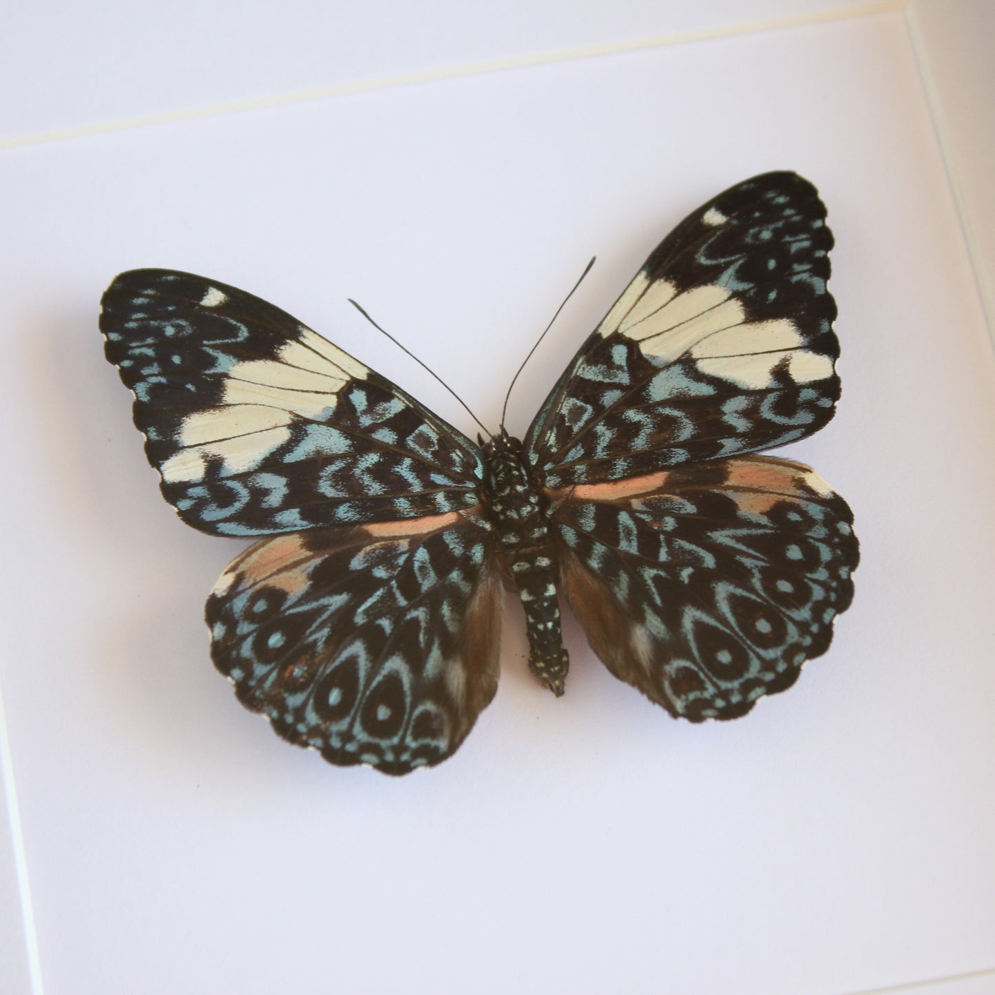 A Turquoise Cracker butterfly (Hamadryas arinome) in a black shadow box frame