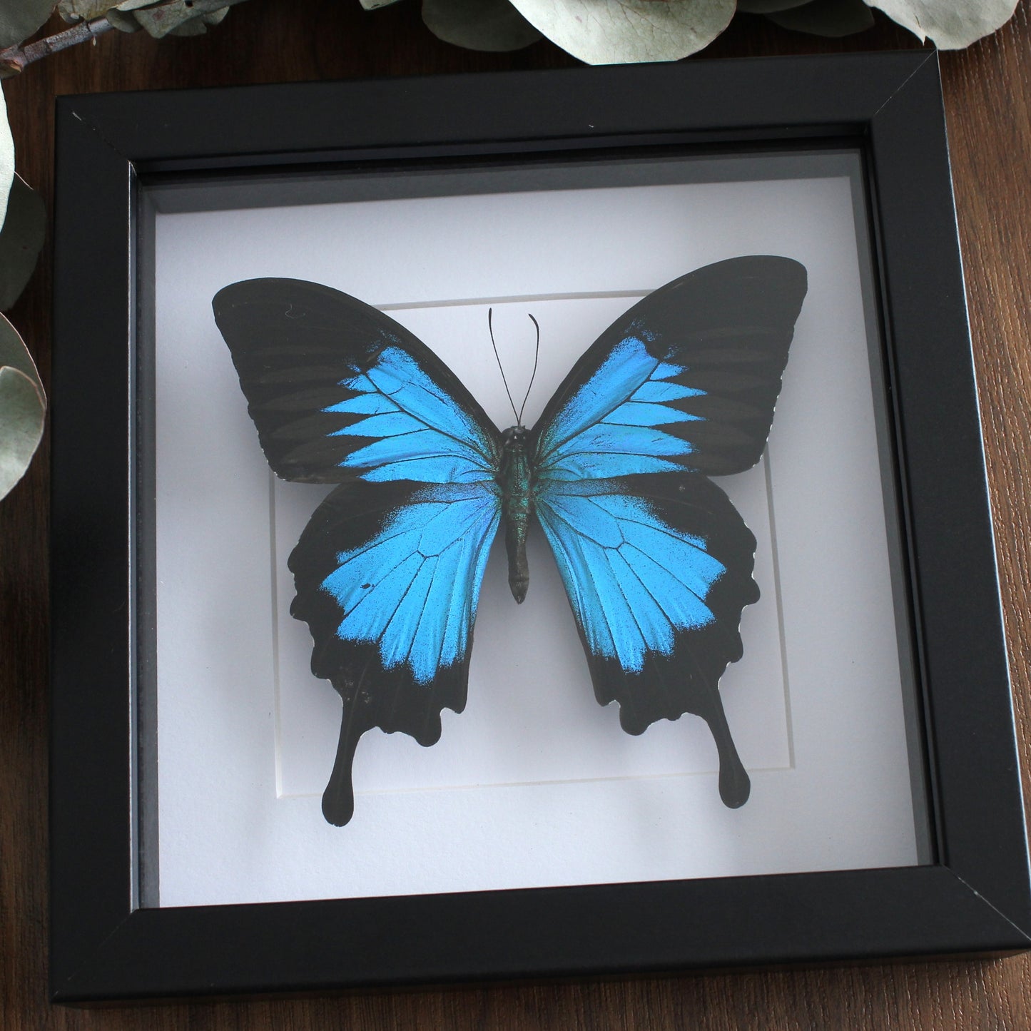 A taxidermy Ulysses butterfly in a black shadow box frame 