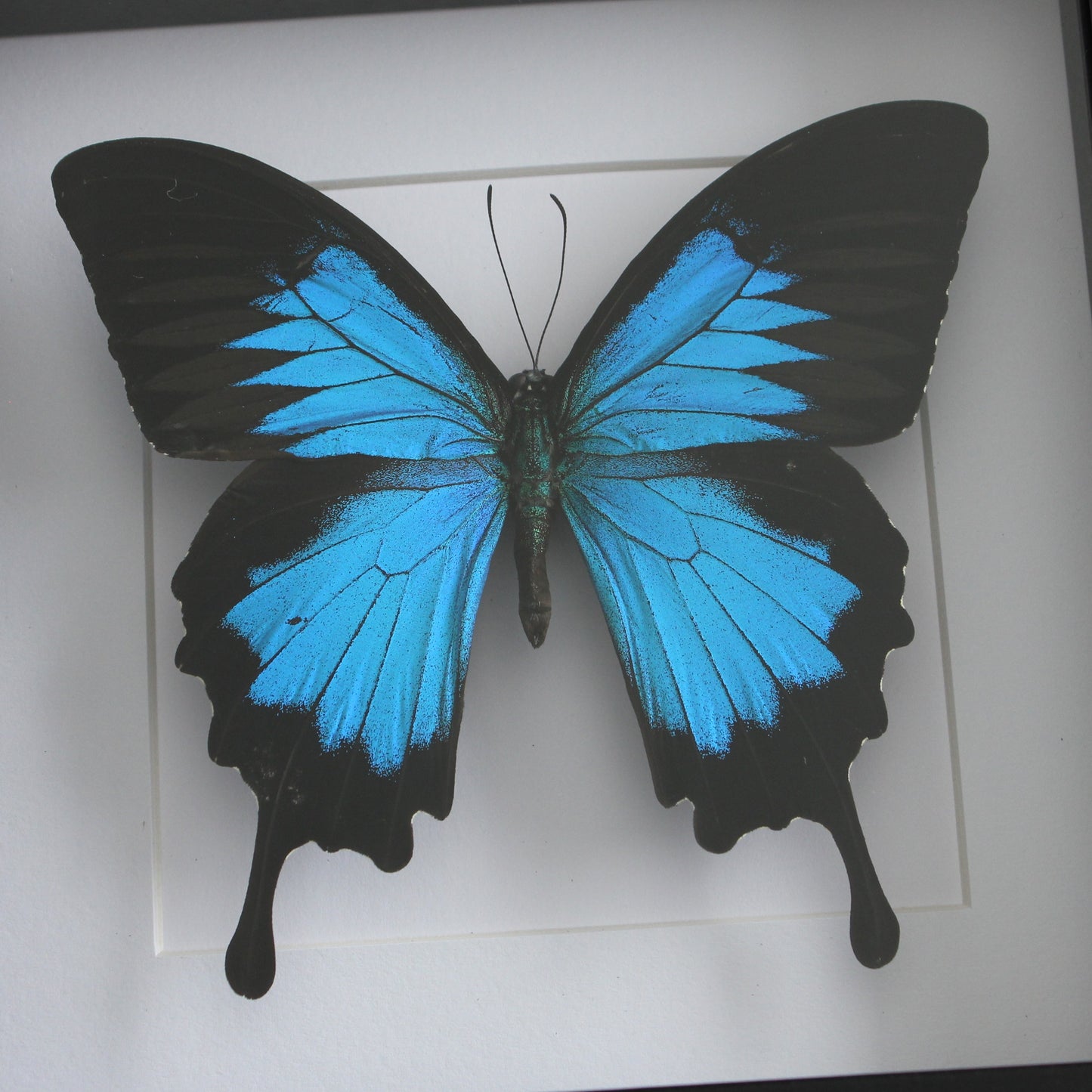 A taxidermy Ulysses butterfly in a black shadow box frame 