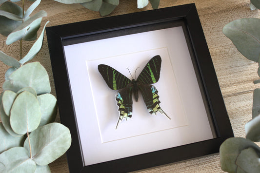 Green-banded Urania moth (Urania lineus) in a black shadow box frame