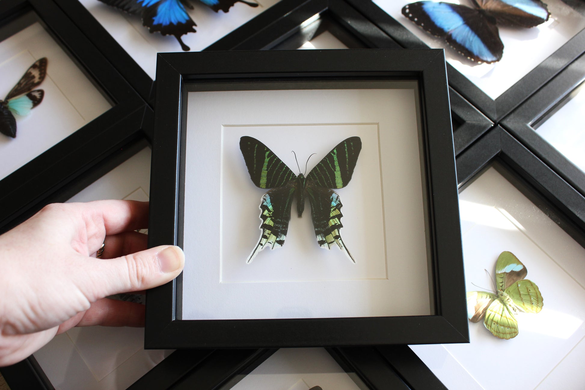 Green-banded Urania moth (Urania lineus) in a black shadow box frame
