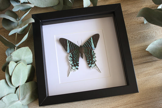 Green-banded Urania moth (Urania lineus) in a black shadow box frame