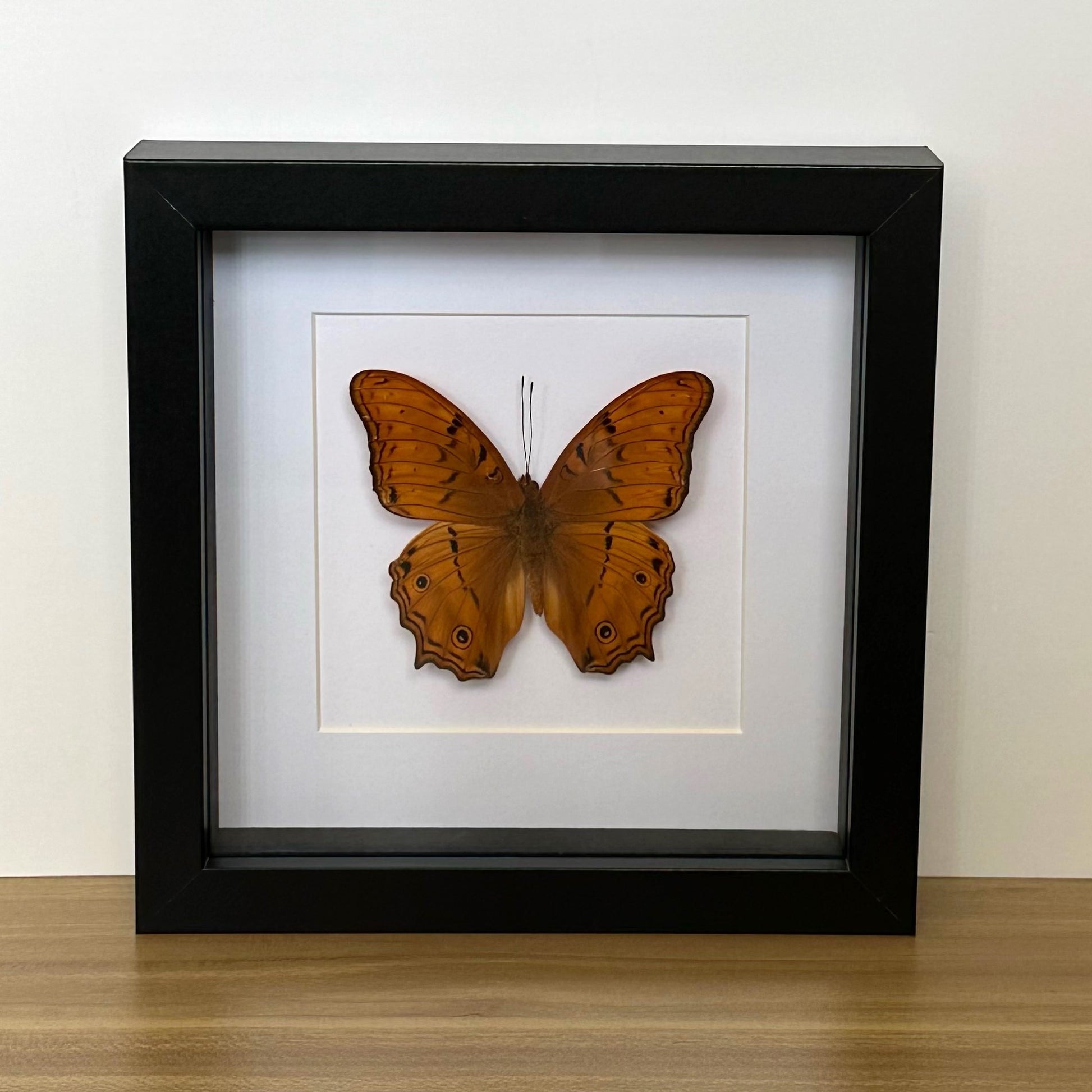 A Cruiser Butterfly (Vindula arsinoe) in a black shadow box frame