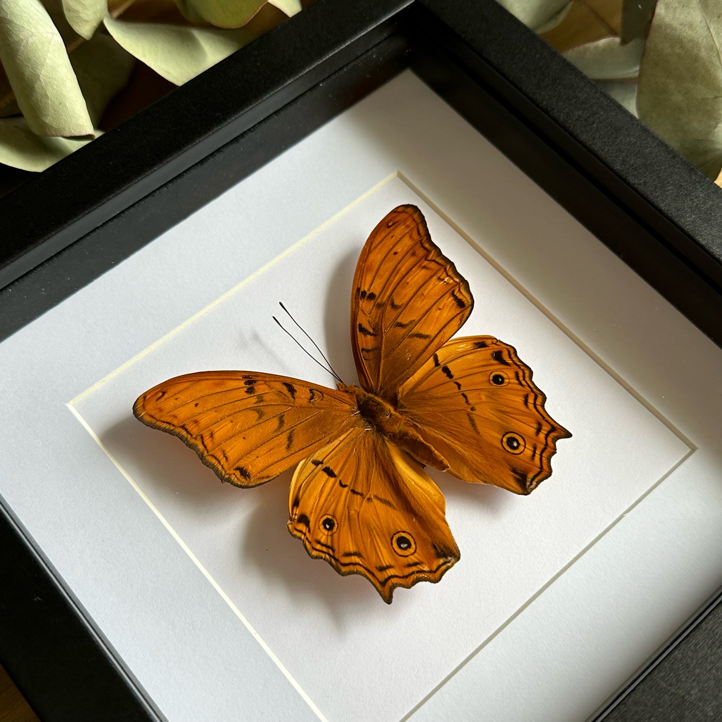 A Cruiser Butterfly (Vindula arsinoe) in a black shadow box frame