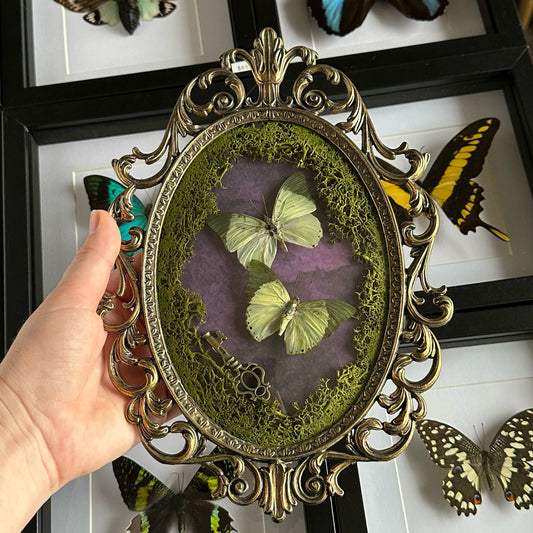 A vintage Italian frame with common green charaxes (charaxes eupale) butterflies