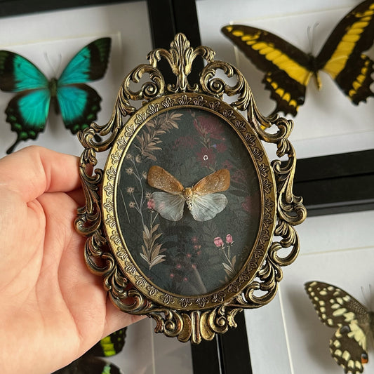 A vintage Italian frame with a lanternfly on floral paper