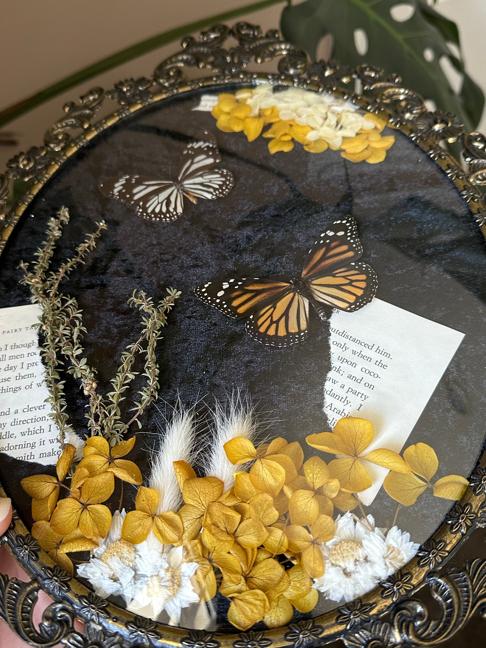 Monarch (Danaus plexippus) and White Tiger (Danaus melanippus) butterfly in a vintage italian frame with dried flowers